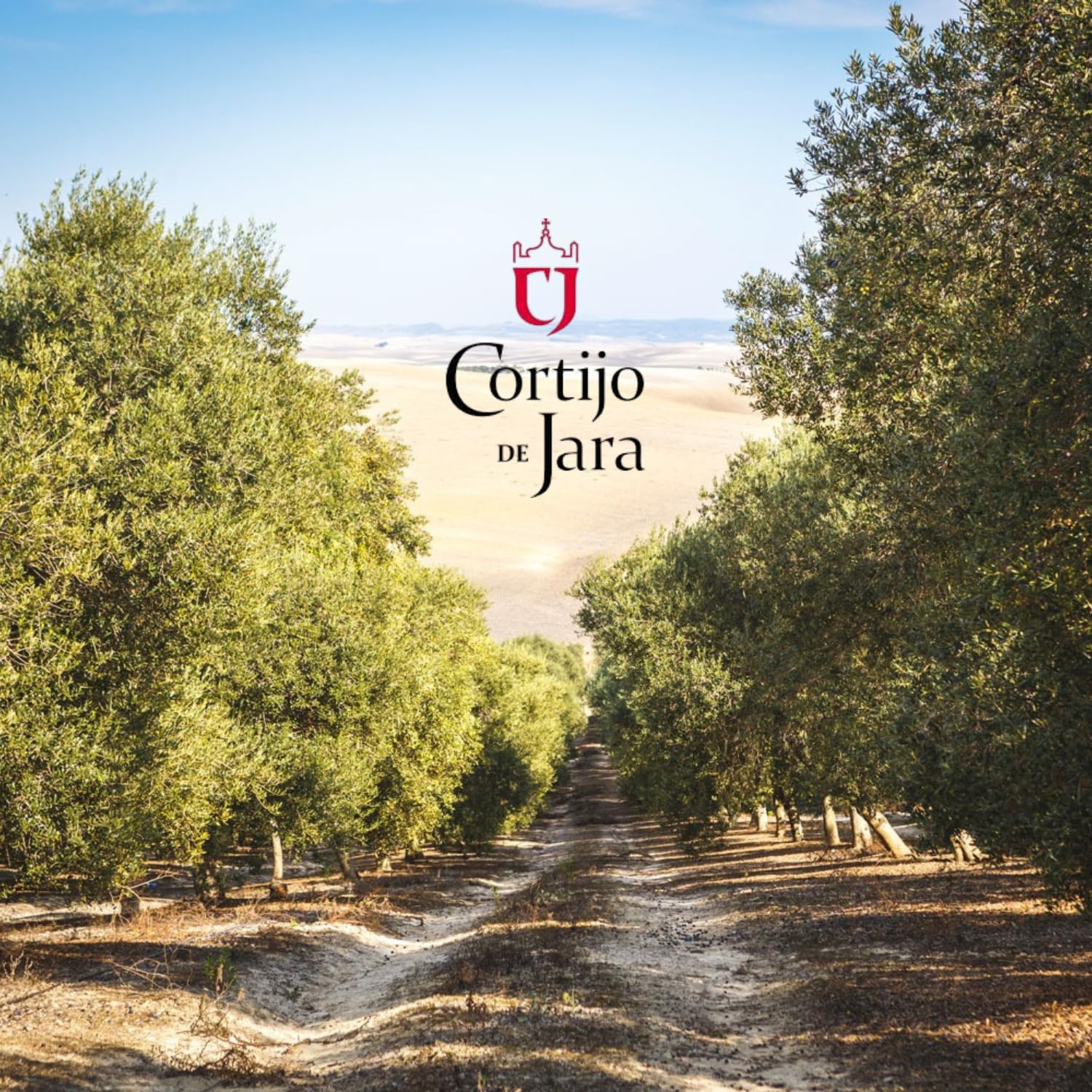 Aceite de Oliva Virgen Extra Arbequina Cortijo de Jara | Pack 6 x 500 ml (3 L) | Extracción Mecánica en Frío | Acidez 0,5º | AOVE Suave de Andalucía