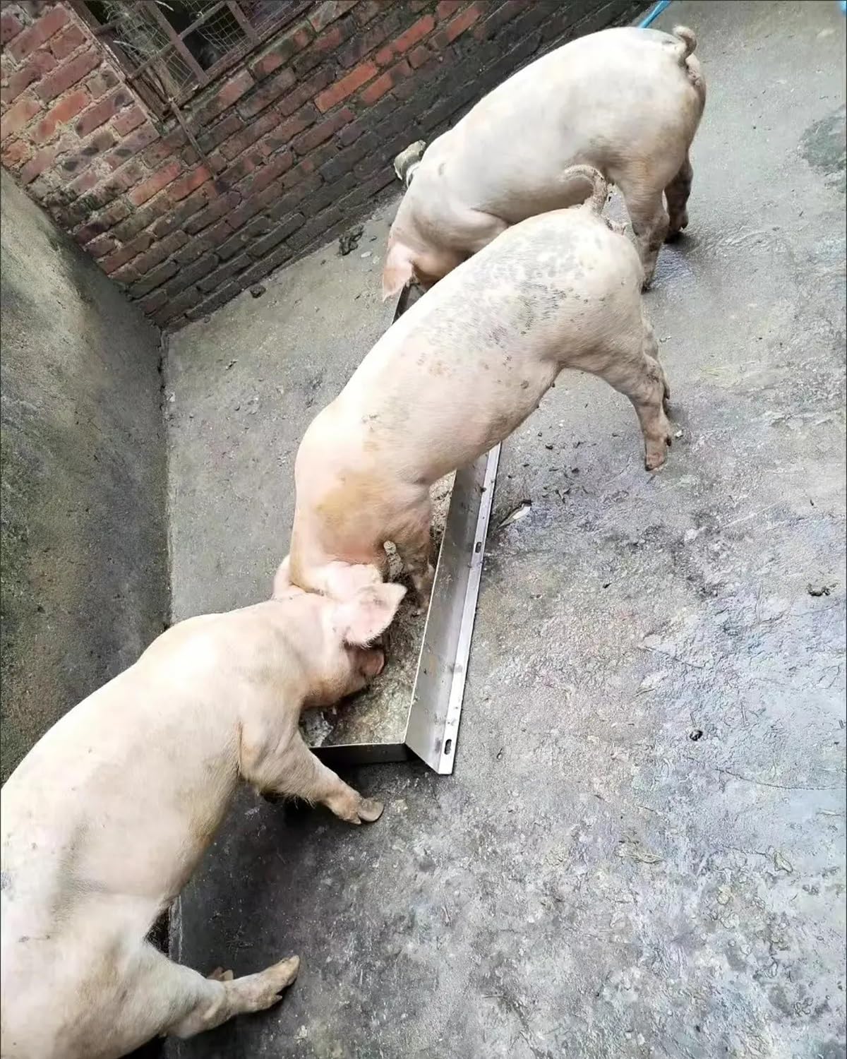 Mangiatoia per suini, mangiatoia per suini Resistente per Uso Esterno - mangiatoia Automatica per Bestiame da 1,5 m, mangiatoia per suinetti e abbeveratoi per pollame Facili da Pulire, soluz