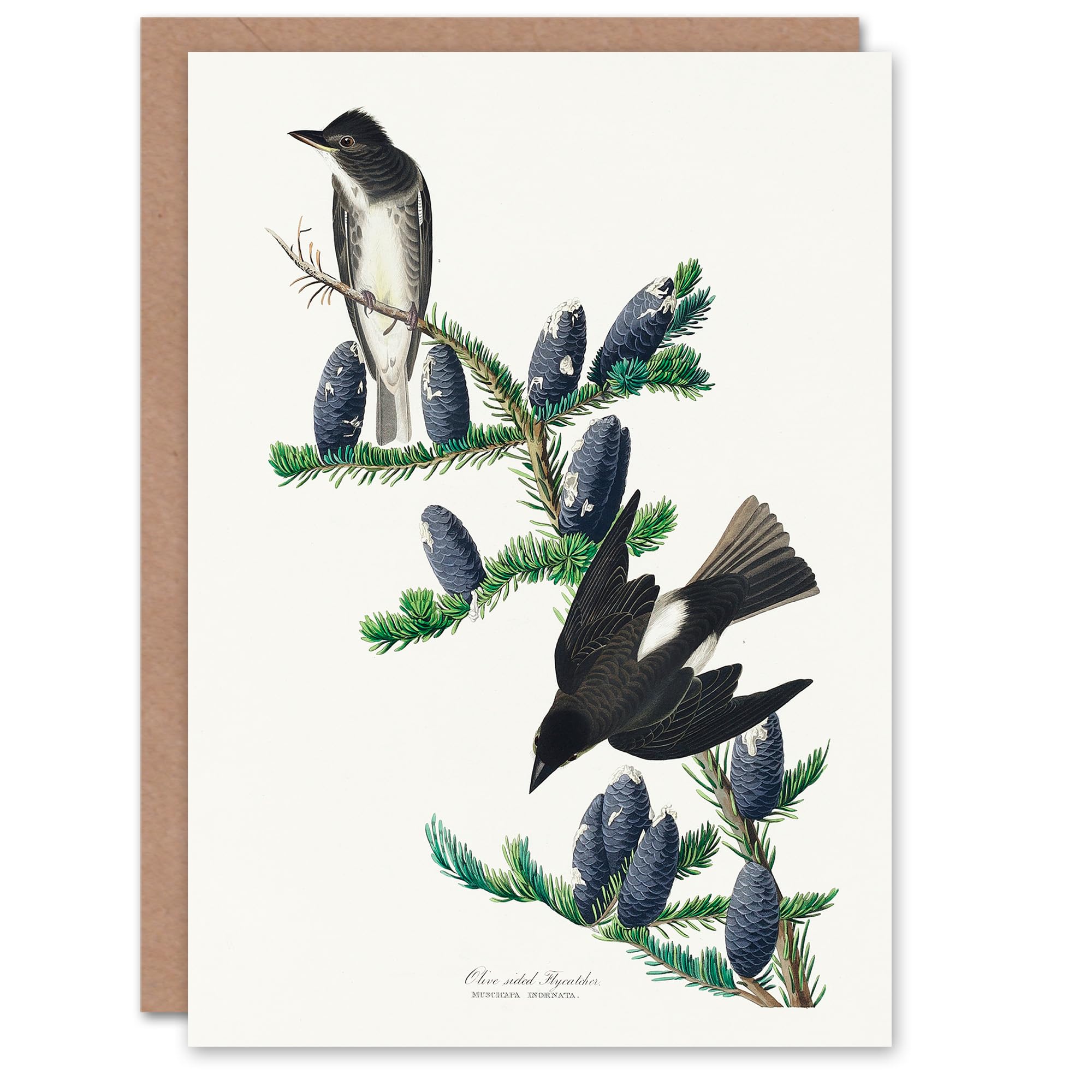 Artery8 John James Audubon Art Card Olive Sided Flycatcher Bird on Fir Tree