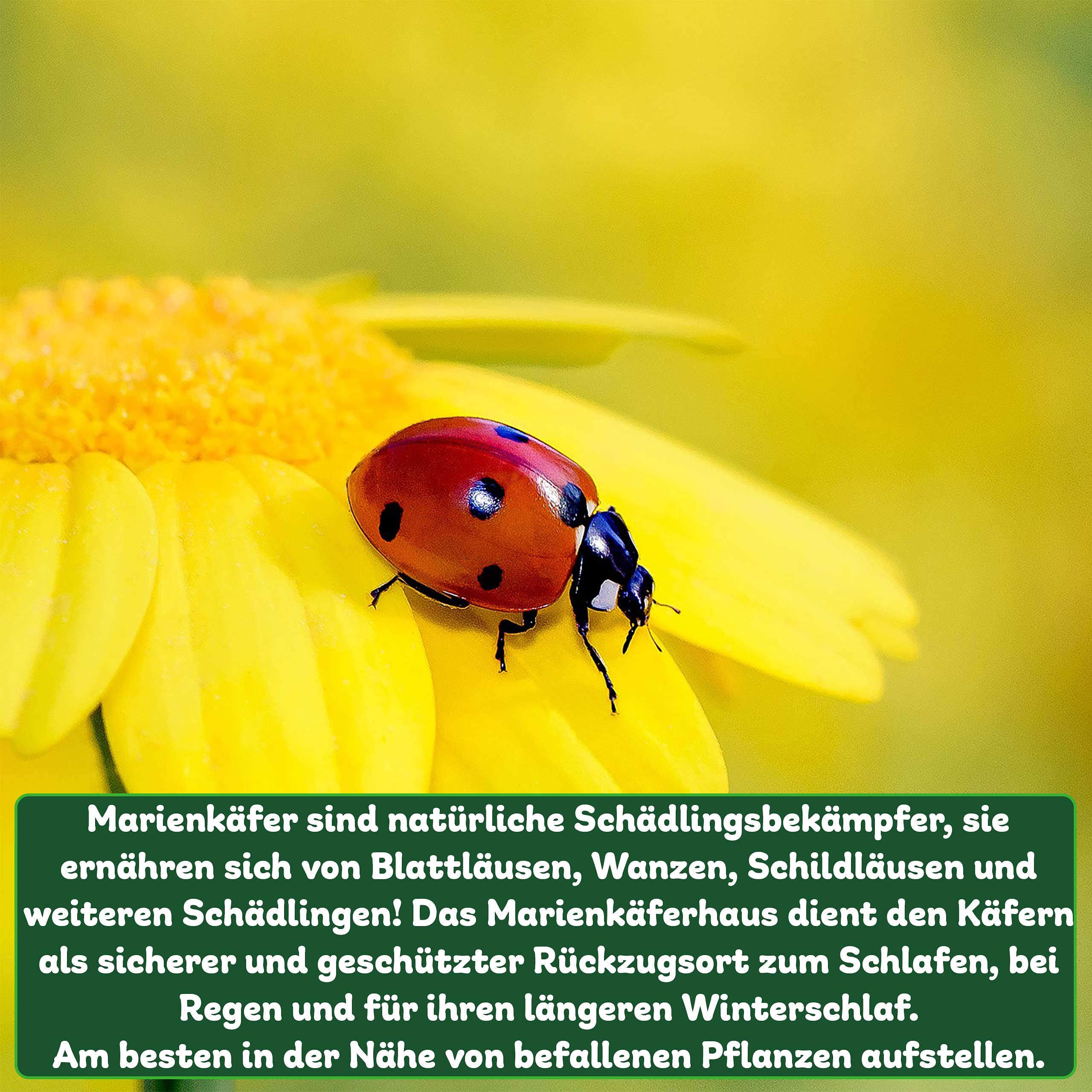 ERDENFREUND® Marienkäferhaus Marienkäfer Hotel für den Winterschlaf artgerecht schräg verlaufende Spalteneingänge Marienkäfer züchten