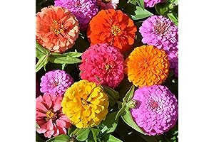 1000+ California Giant Zinnia Flower Seeds Mix for Abundant Blooms