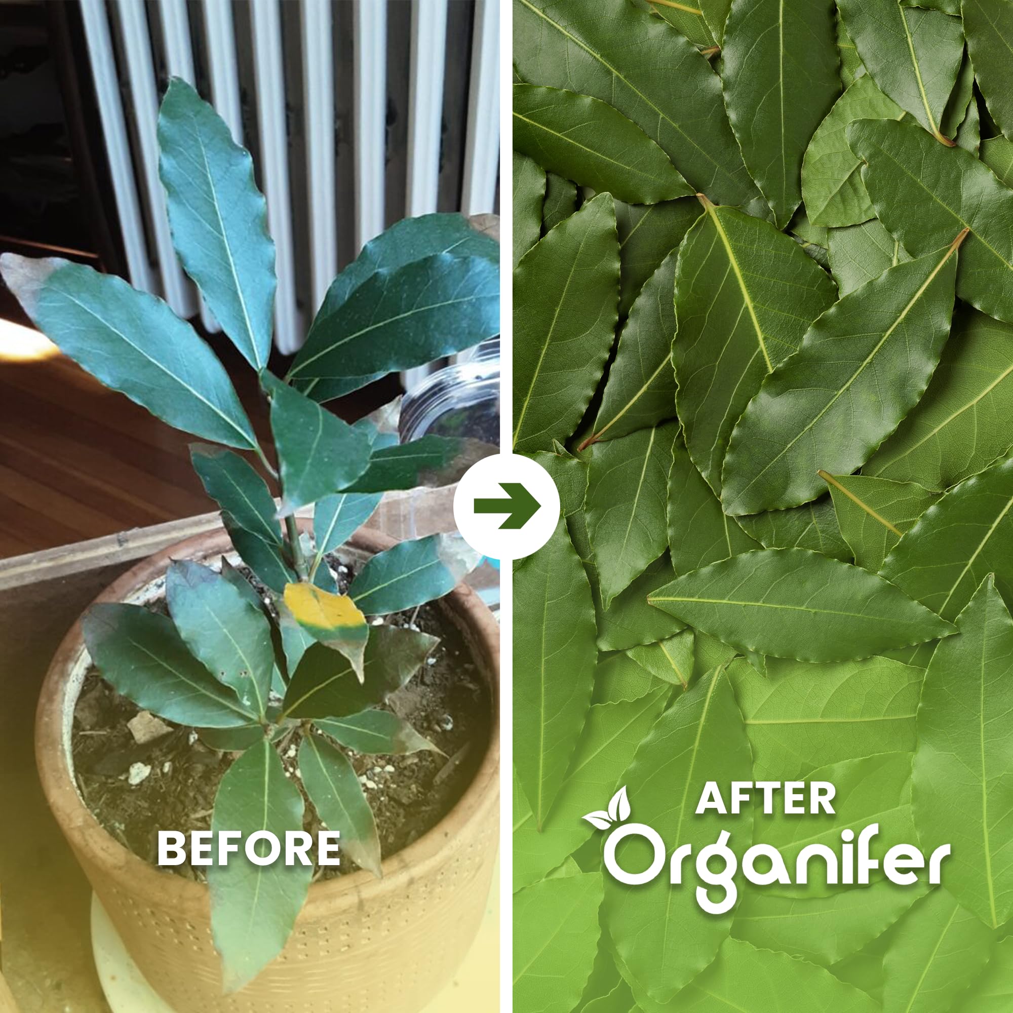Fertilizante Líquido Para Laurel - 2x1L - NPK 3-4-3 | Fertilizante Para Hojas Sanas Y Raíces Fuertes - Favorece Vitalidad Y Aroma - Organifer
