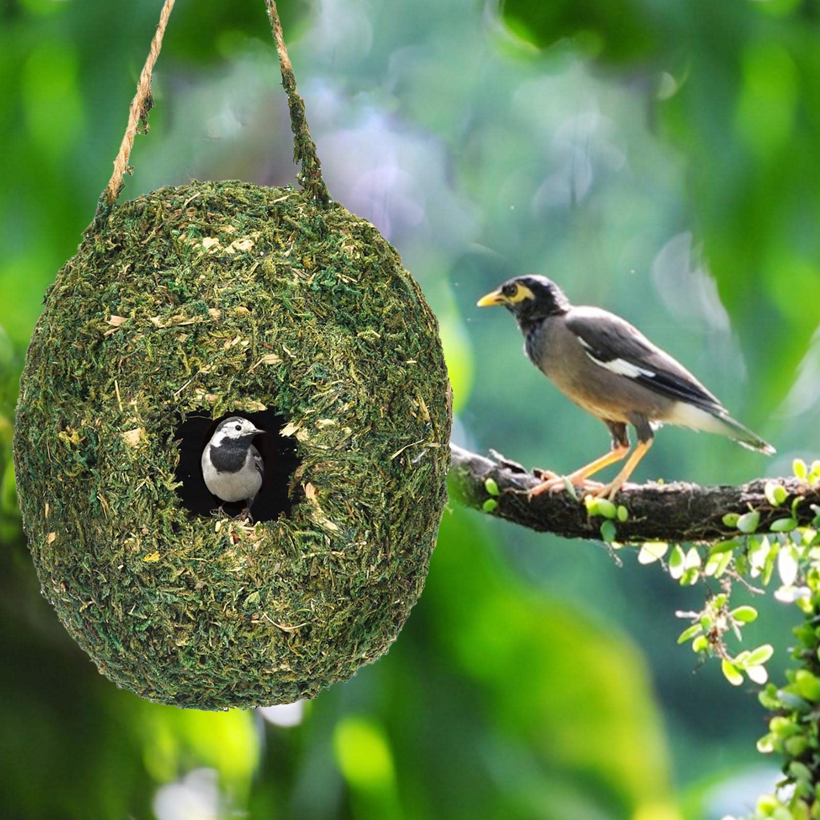 HEEMTUIN GEEFT OUD HOUT NIEUW LEVEN ALS NESTKASTJE - Rucphen RTV