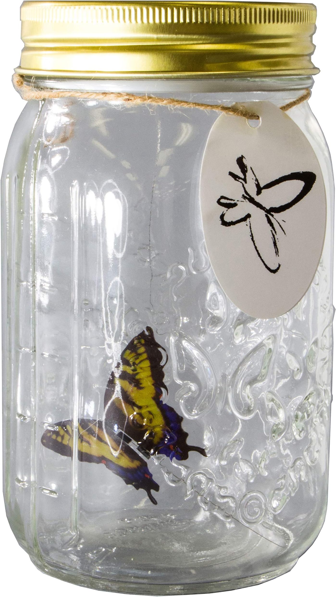 Butterfly Jar Creative Butterfly In Jar-Fly Inside The Jar Interestingly! Butterfly In 4 Color