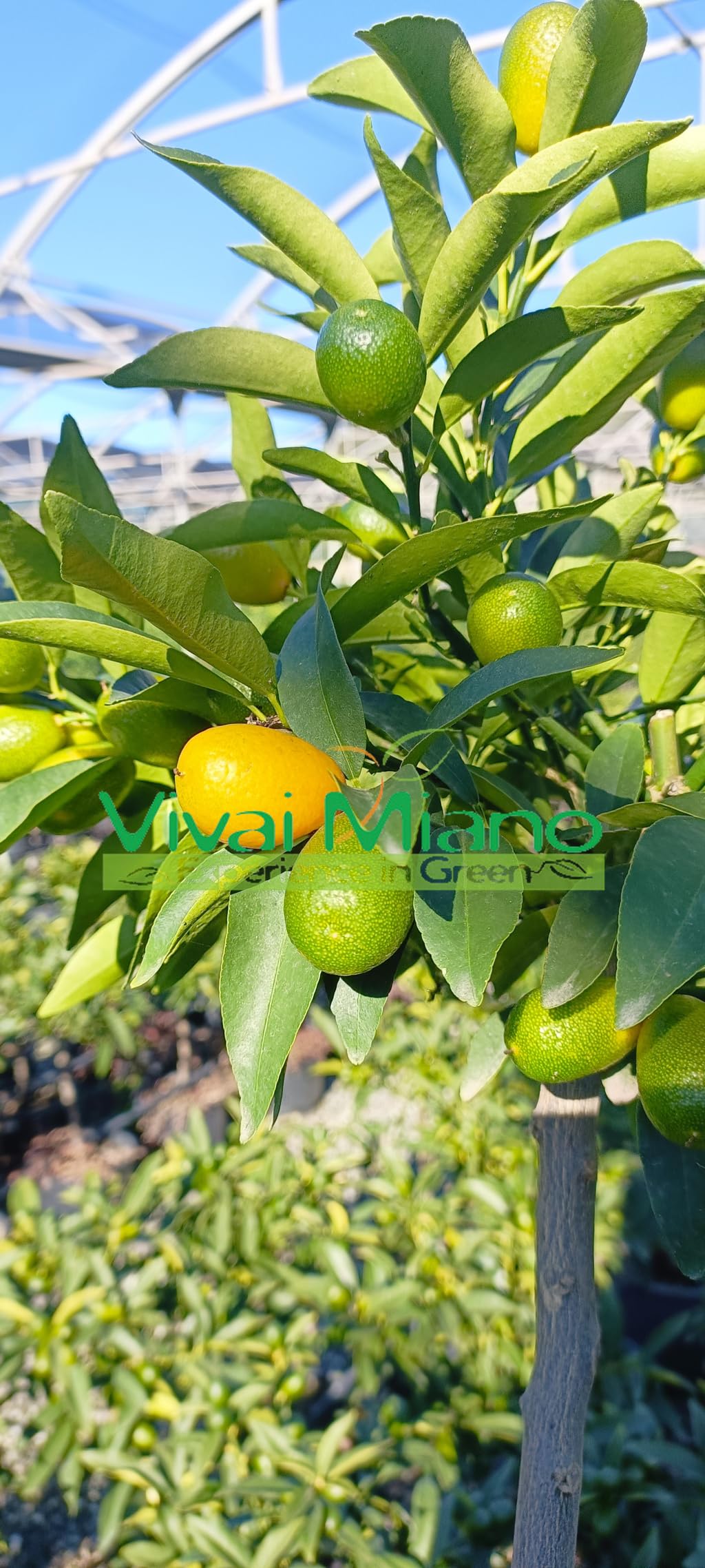 Pianta di Kumquat - Mandarino Cinese (vaso - 20) con frutto - Immagine reale