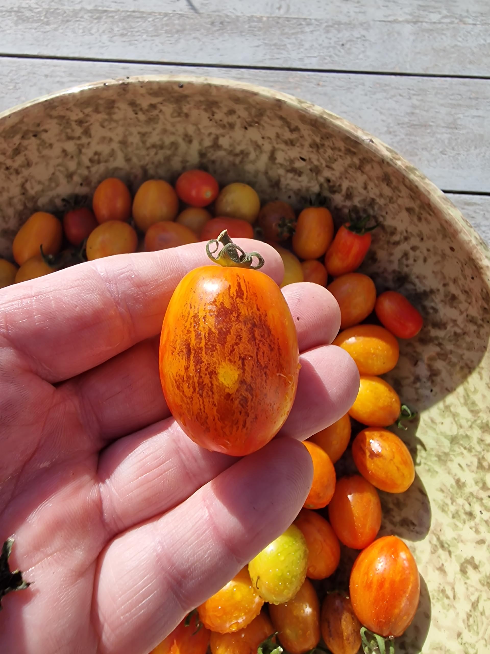Golden Hour Micro Dwarf Tomato Seeds - 10 Fresh Golden Hour Micro Dwarf Tomato Seeds