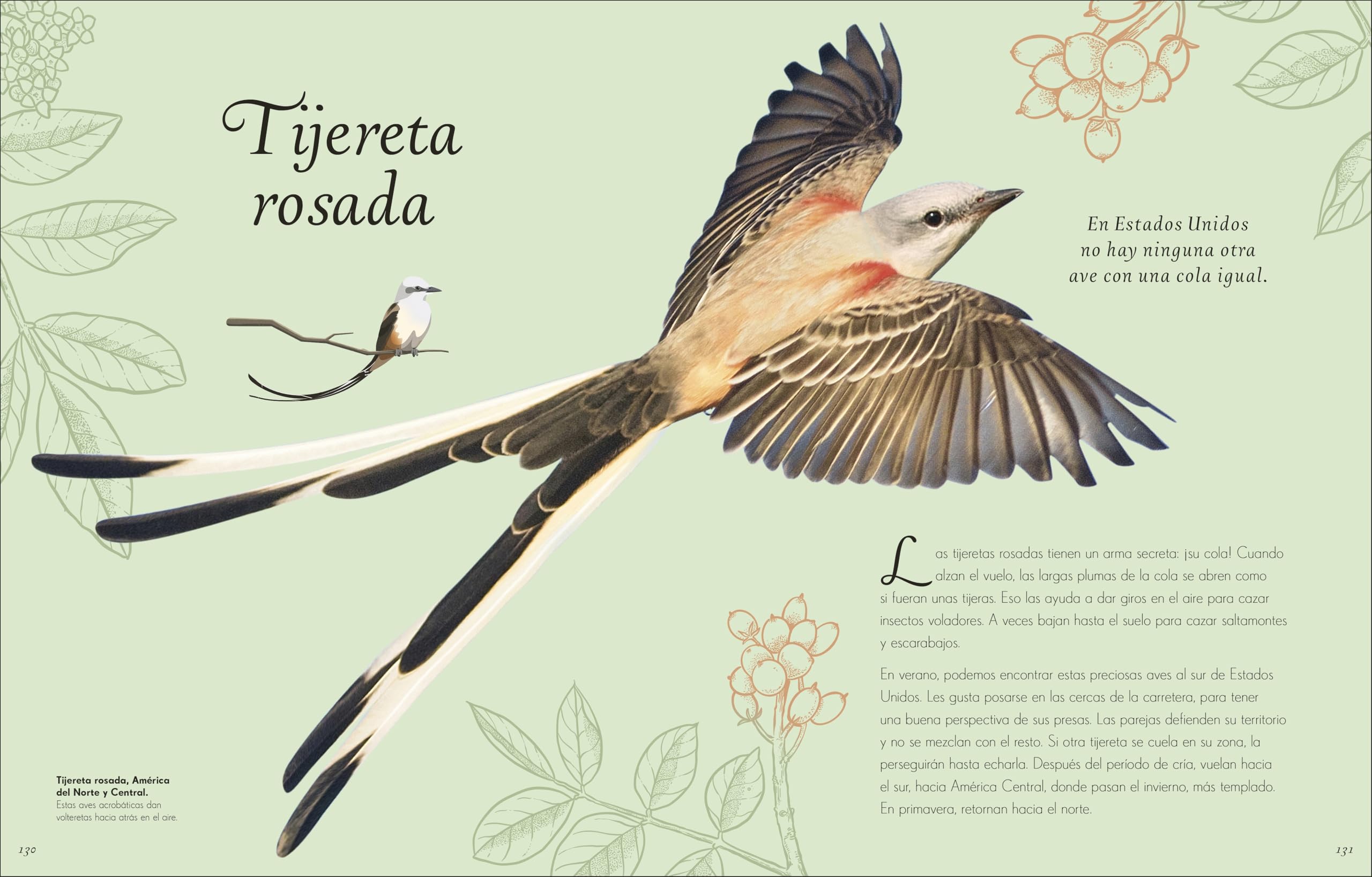 Antología de aves extraordinarias (Planeta curioso) (DK Infantil)