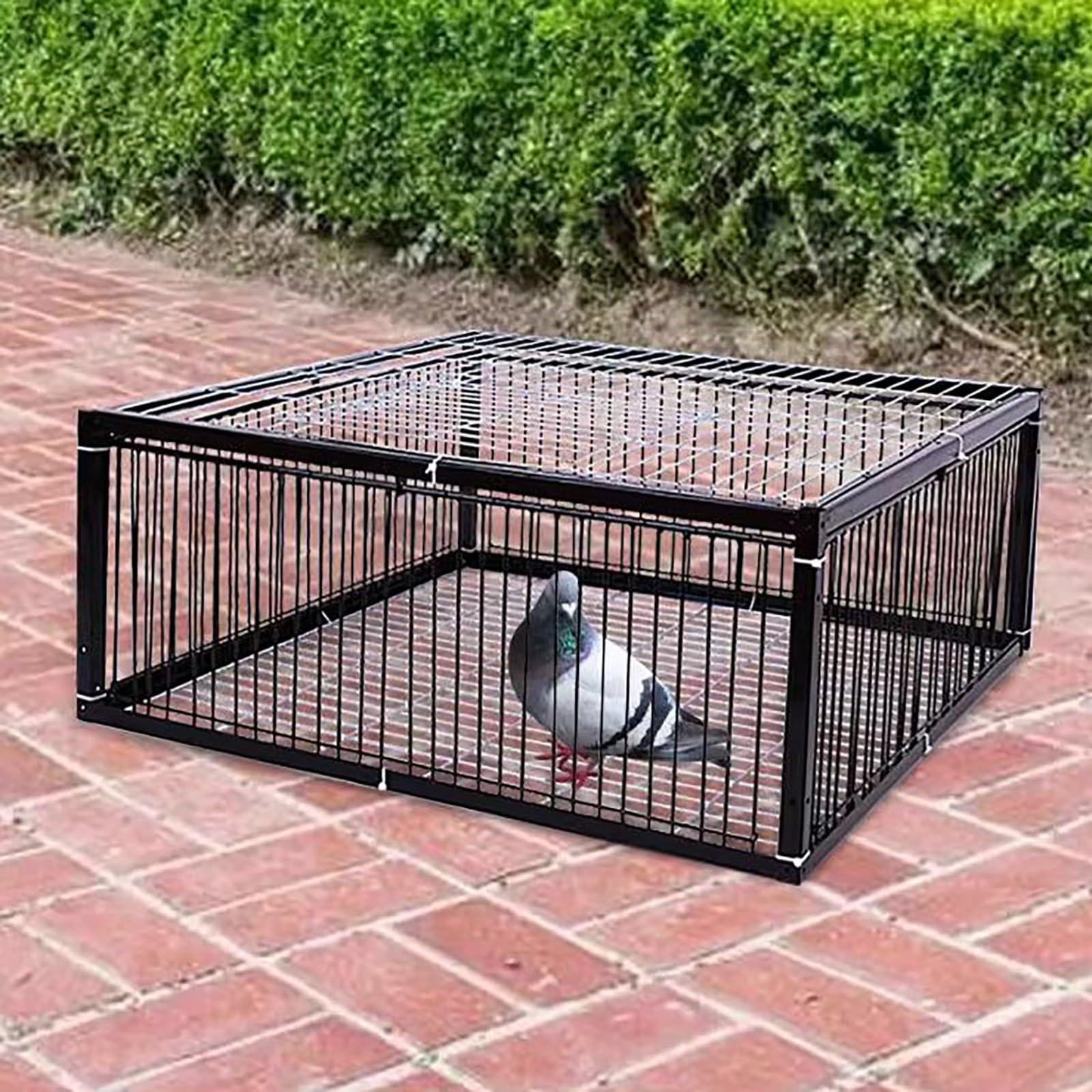Trampa para pájaros - Puerta de gallinero para palomas, palomas y loros - Atrapasuepájaros - Ideal para atrapar pájaros - Diseño duradero y fiable