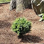 Review Image by AUGDOG AUGDOG