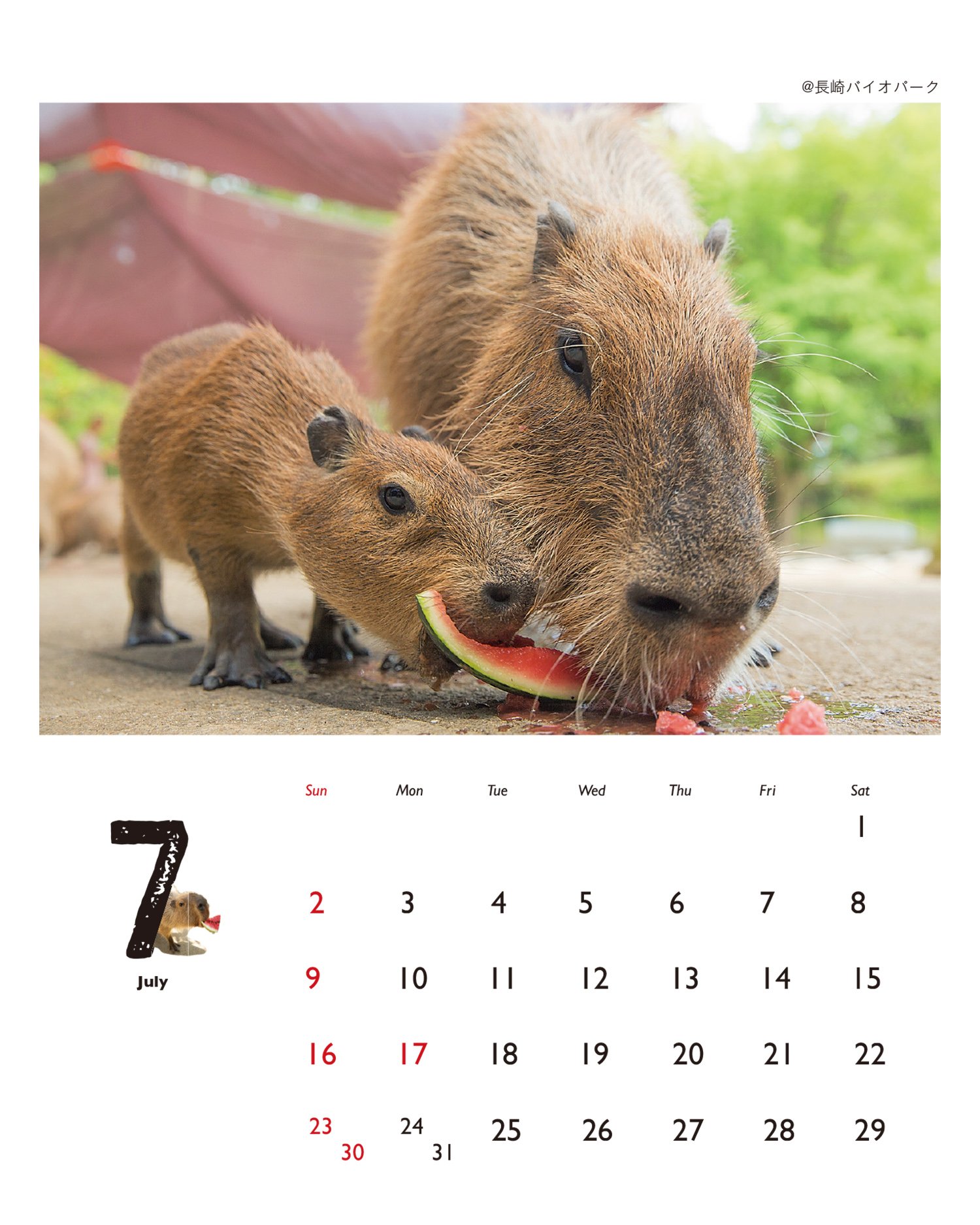 Amazon Co Jp 17 カピバラフォトカレンダー カレンダー 渡辺 克仁 文房具 オフィス用品
