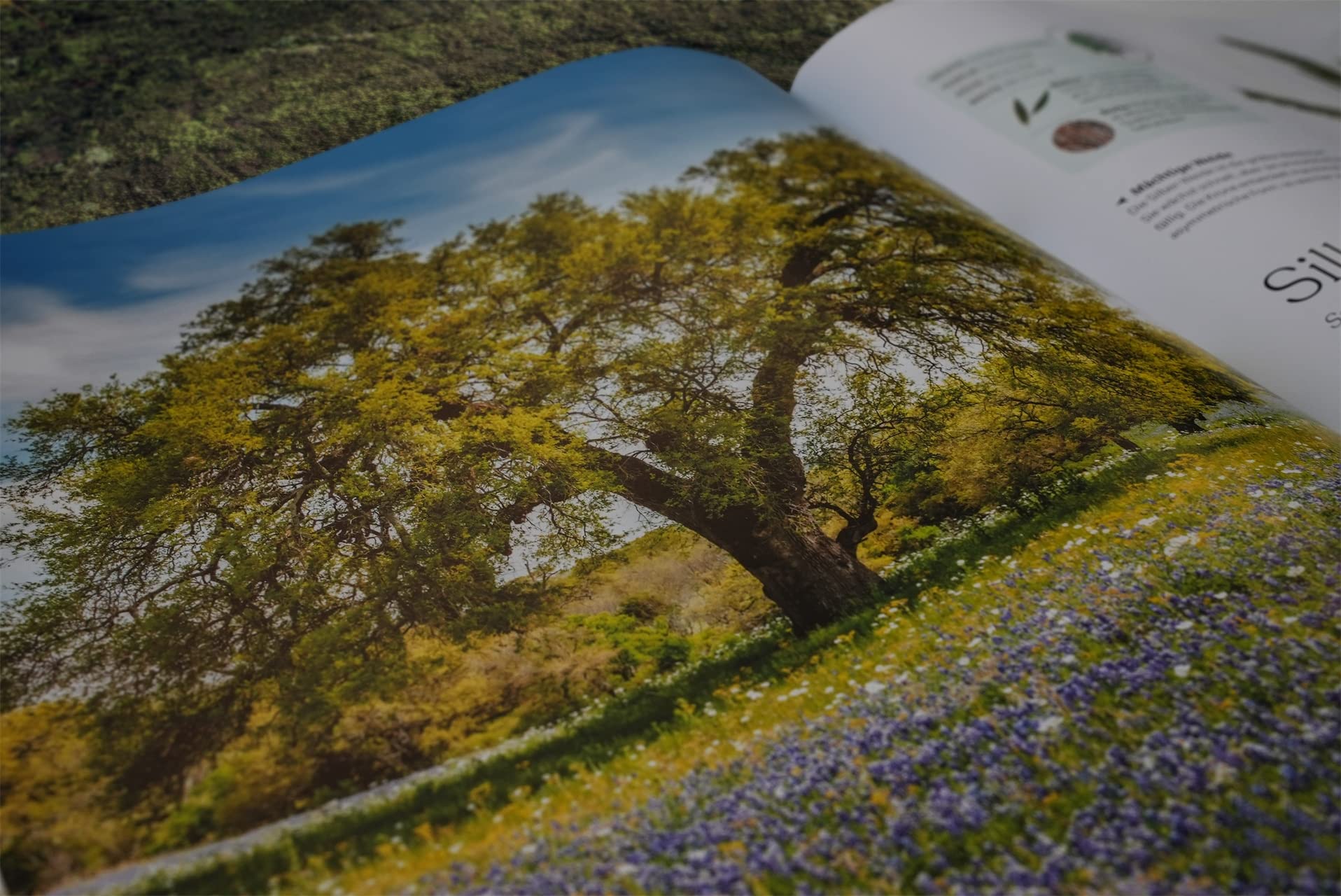 Bäume - Eine Natur- und Kulturgeschichte (DK Faszinierende Welt)