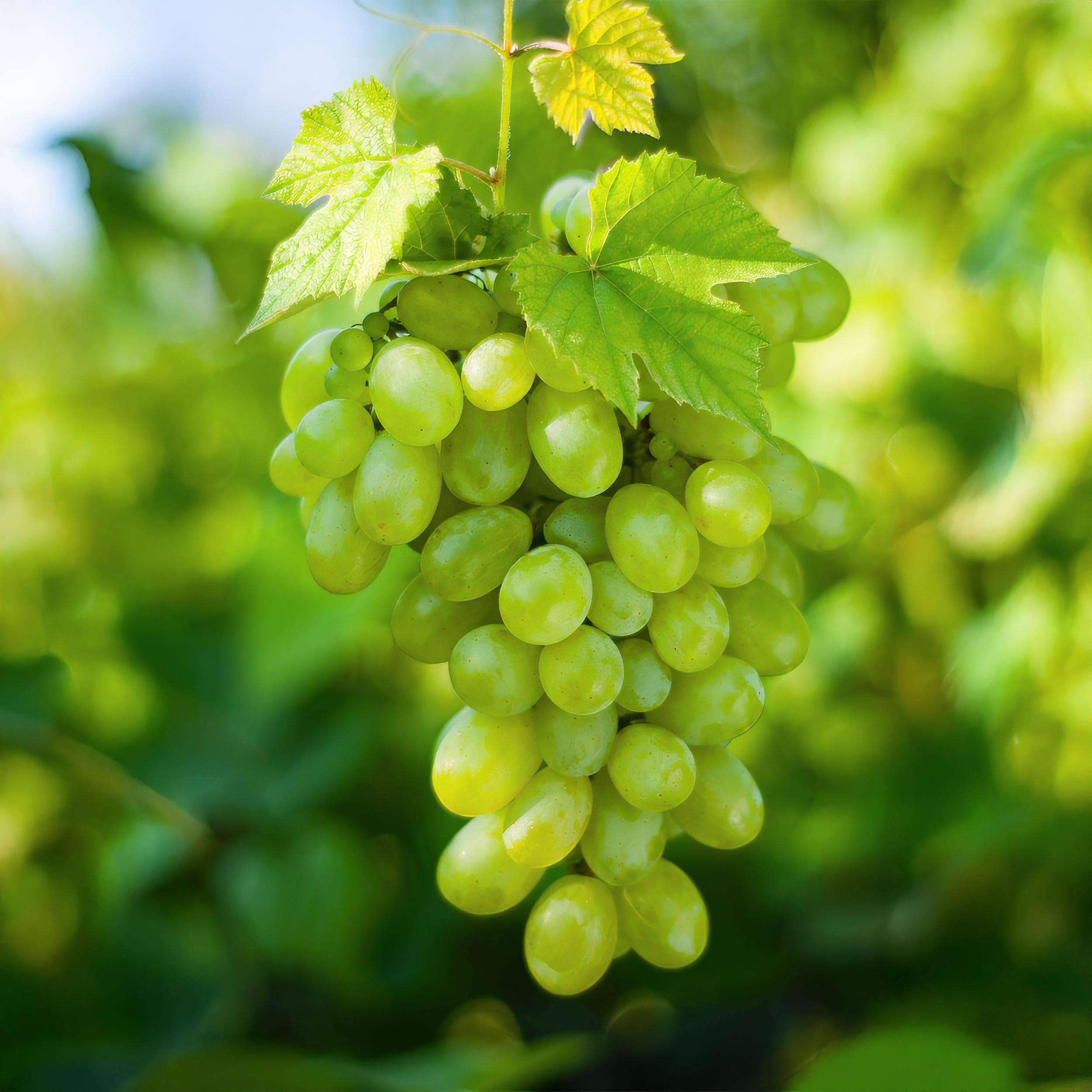 Obstpflanze - Weiße Traube - Vitis vinifera Himrod - Kernlos - 2 Pflanzen - 40-50cm - Ø15cm - Gartenpflanze