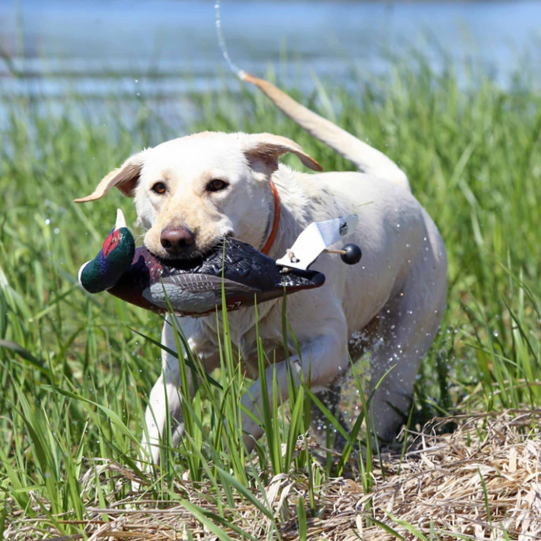 Avery Sporting Dog EZ-Bird, Fasan, Apportierdummy, Jouet pour Chien, entraînement de Chien, Flottant, env. 34 x 16 x 9 cm