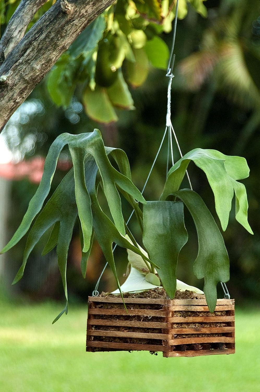 BetterGro Cedar Slat Vanda Basket 4 Inch Square BigaMart