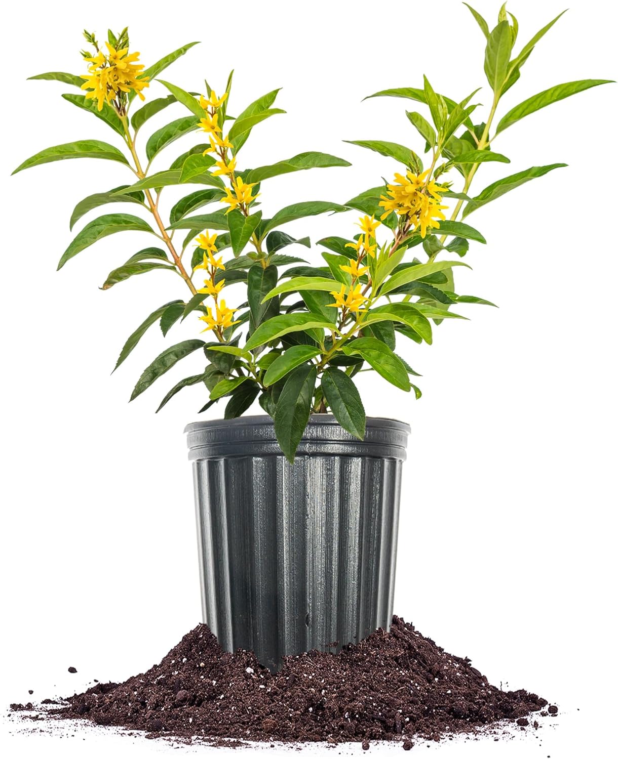 PERFECT PLANTS Lynwood Gold Forsythia Shrub 1 Gallon | Live Shrubs for Outdoor Planting | Fast Growing & Provides Privacy | Gorgeous Yellow Flower in Spring