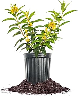 PERFECT PLANTS Lynwood Gold Forsythia Shrub 1 Gallon | Live Shrubs for O...