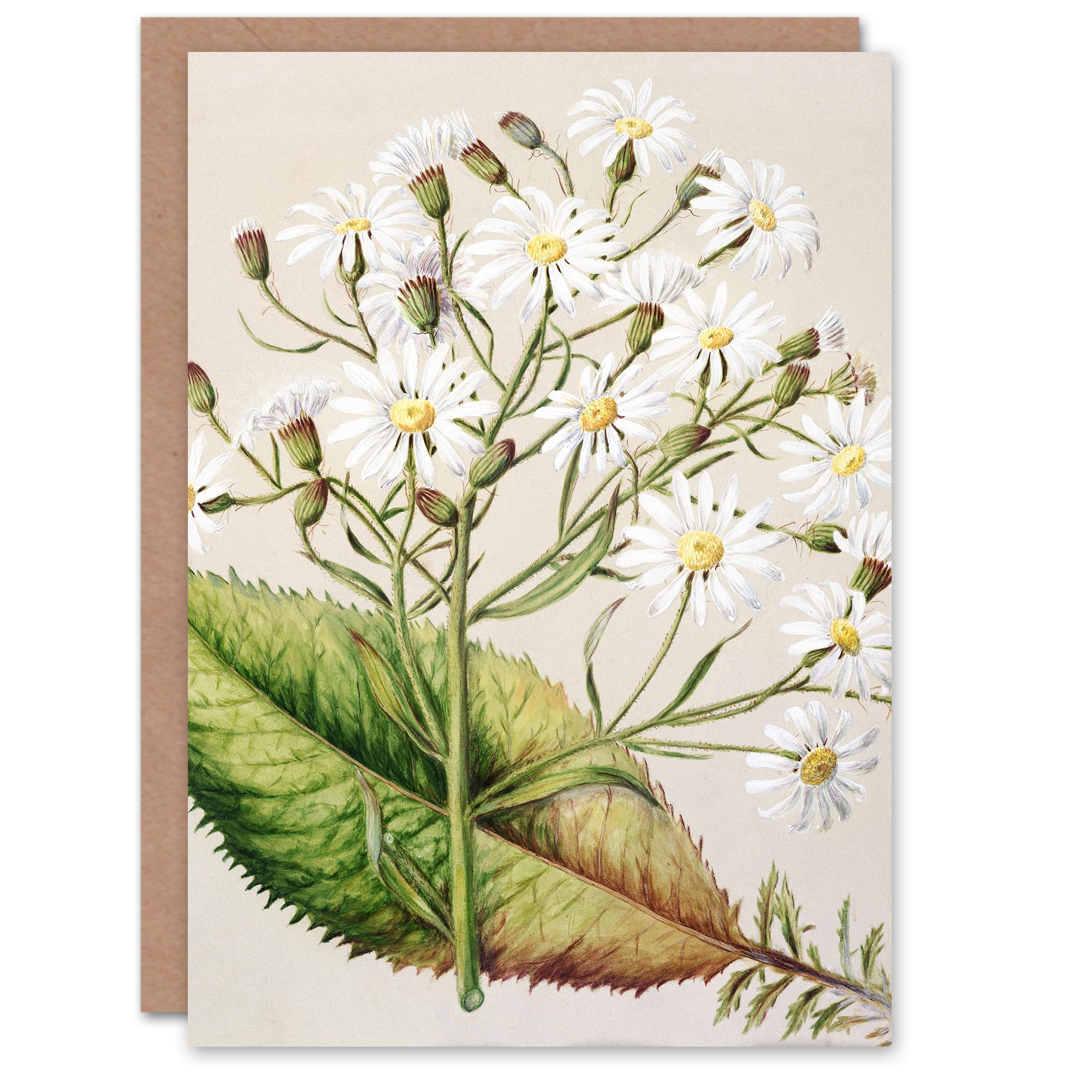 Artery8 Sarah Featon Art Card New Zealand Brachyglottis Hectorii Daisies
