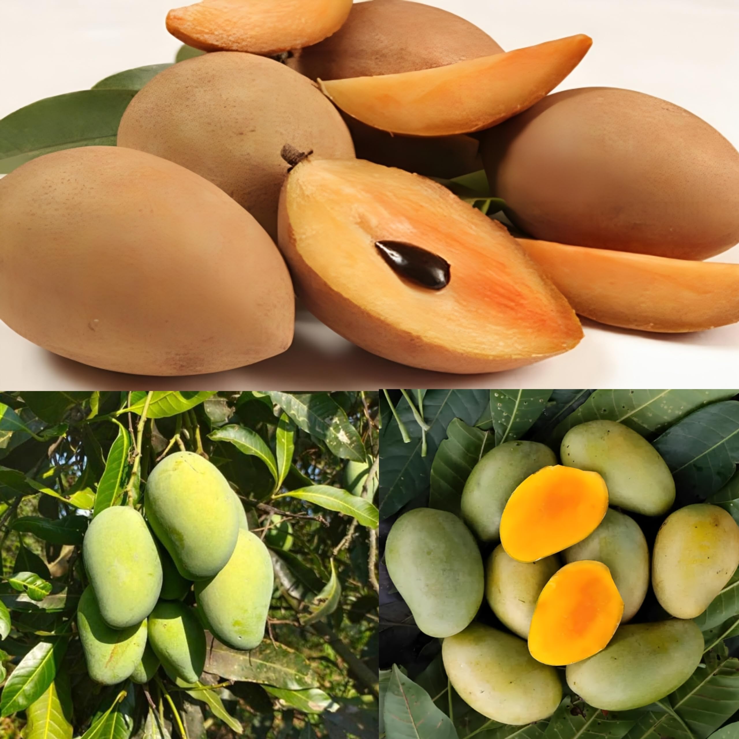 Pyanabi Combo 2" Vietnam Chikoo Plant" Amrapali Mango Tree Sapota Fruit Plant (Height-2-3 Feet) Chiku Plant Hybrid Sweet Tasty Fleshy Fruit-Hybrid 2 Grafted Healthy Live Plant (B0CG6RQW3P) Amazon Price History, Amazon Price Tracker