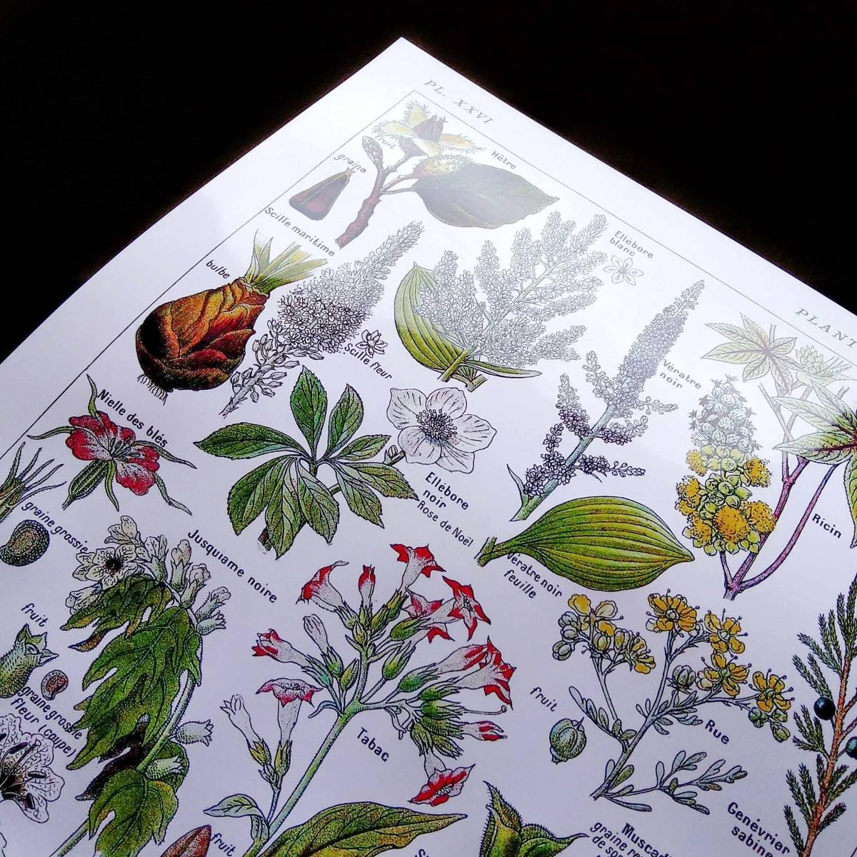 ビンテージ植物図鑑リトグラフ ビンテージ植物図鑑リトグラフ