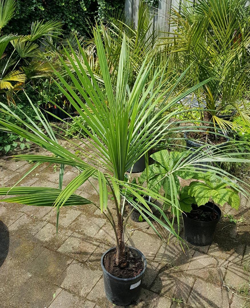 Amazon.com : High Plateau Coconut Palm - Live Plant in a 3 Gallon Pot -  Beccariophoenix Alfredii - Extremely Rare Ornamental Cold Hardy Coconut Palm  : Patio, Lawn & Garden