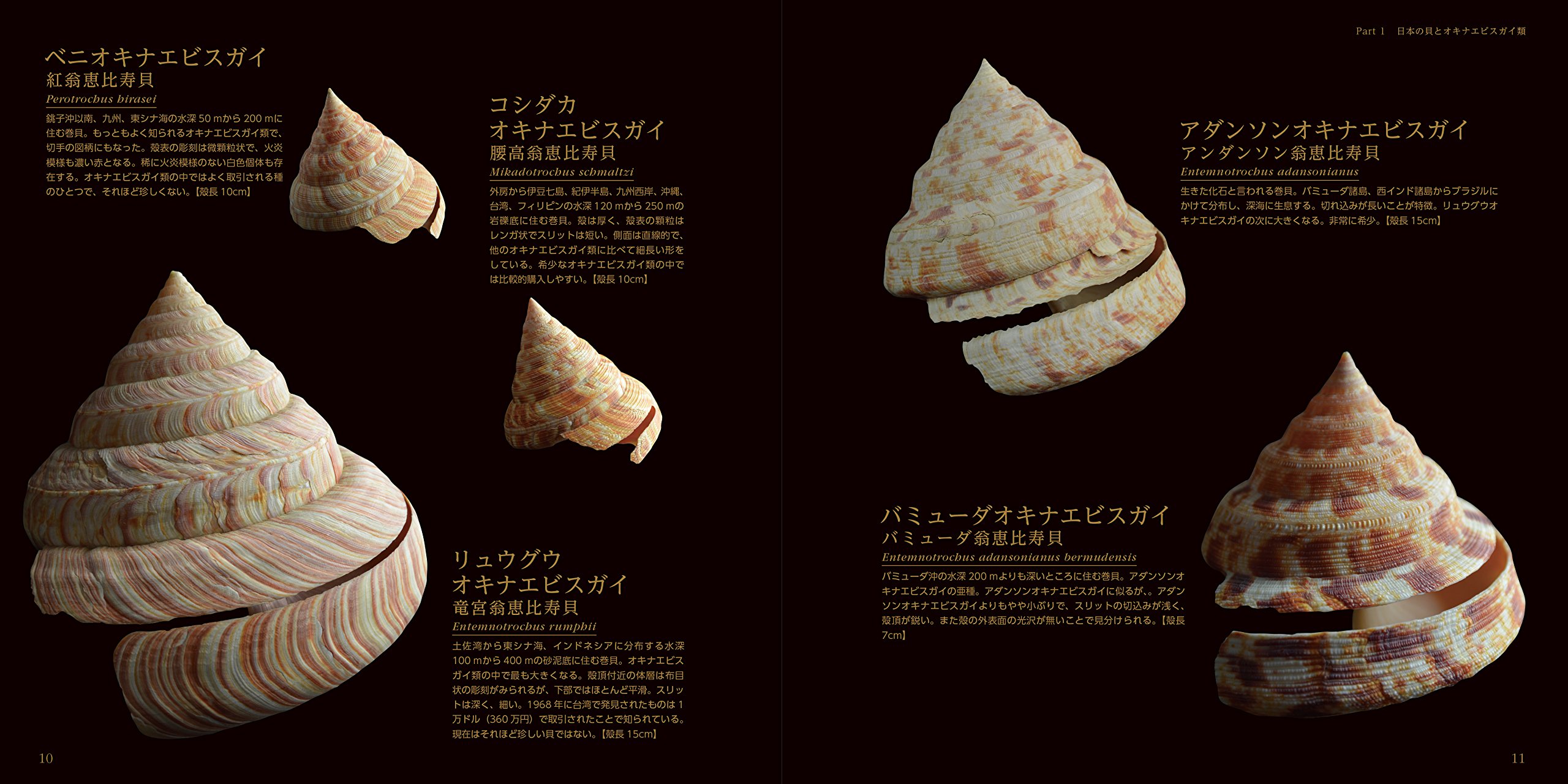 貝標本　コシダカオキナエビス　濃赤色個体 貝標本 コシダカオキナエビス 濃赤色個体 Yahoo!オークション