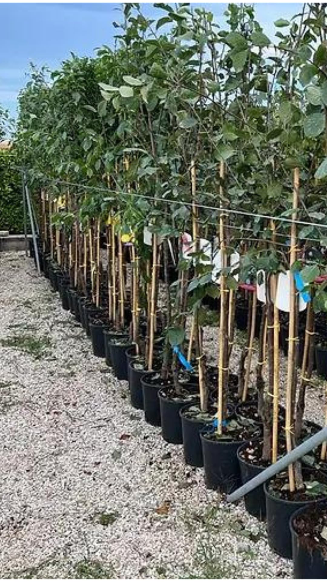 Albicocco Pisana pianta da frutto autofertile età 2 anni | su vaso 20 cm - Altezza 150~170 cm