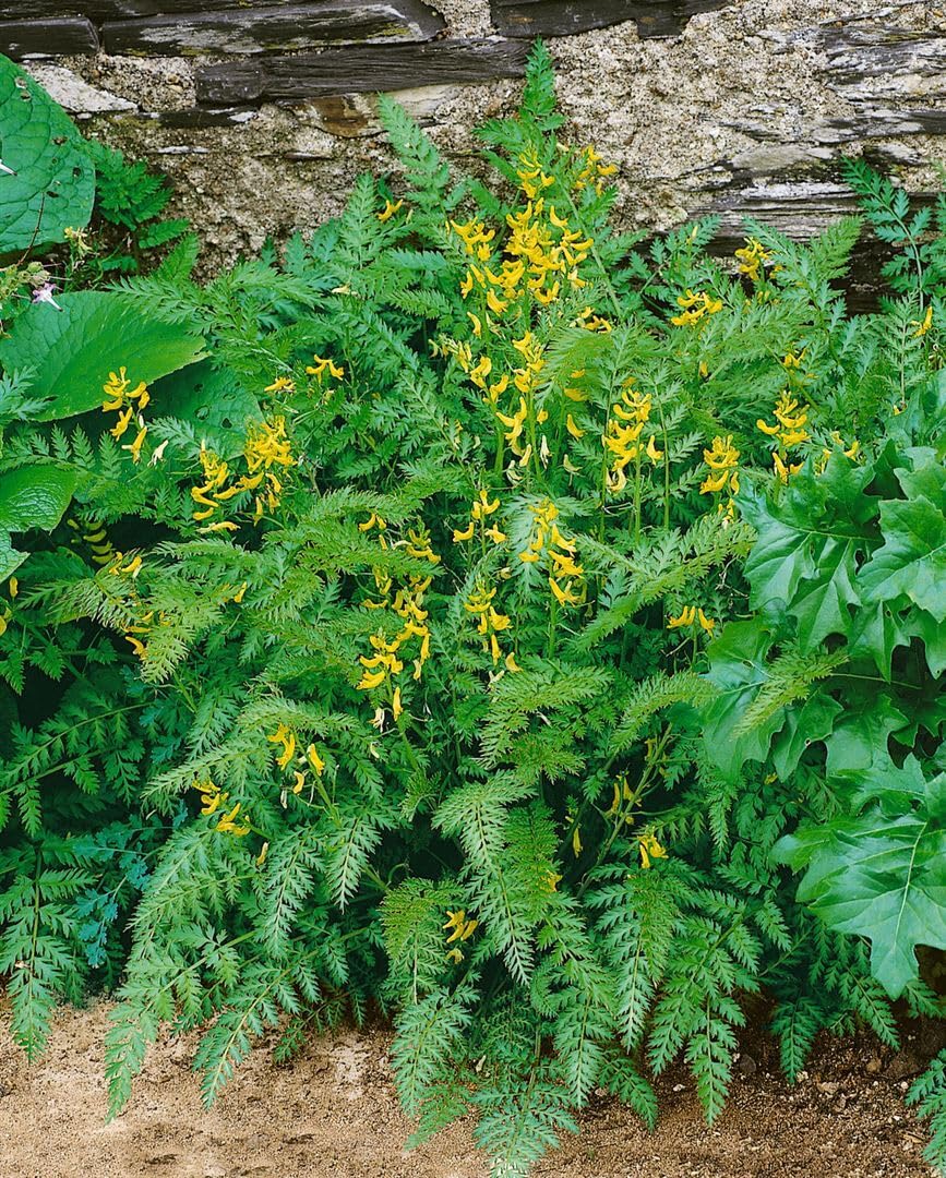 Corydalis cheilanthifolia ca. 9x9 cm Topf - Farn-Sockelblume, gelbe Blten,  Bltezeit Frhling, ideal fr schattige Beete, winterhart, pflegeleicht :  Amazon.de: Garten