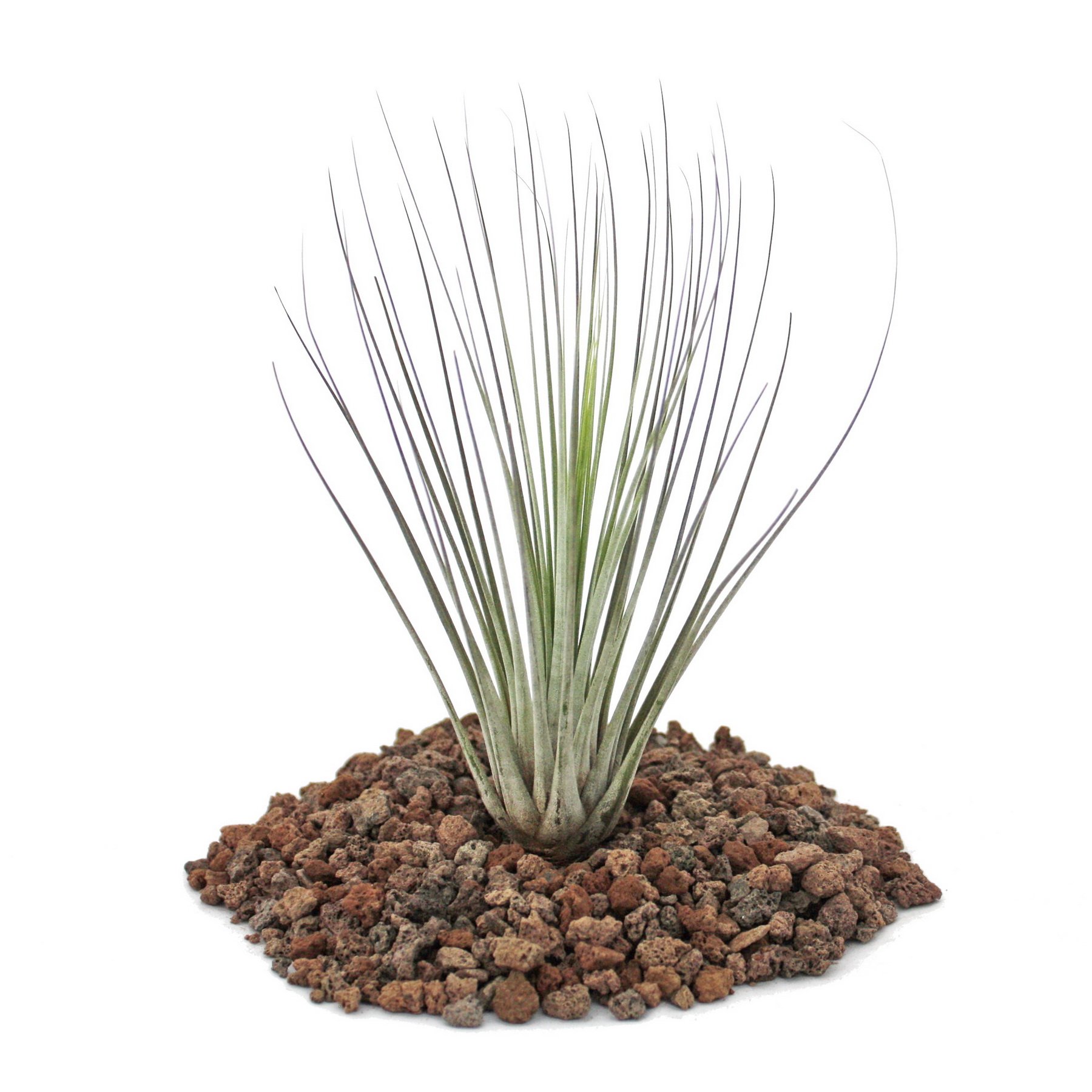 Exotenherz Arrangement Tillandsias Sur Racine D'Arbre - 5 Plantes - Hauteur 20-25cm