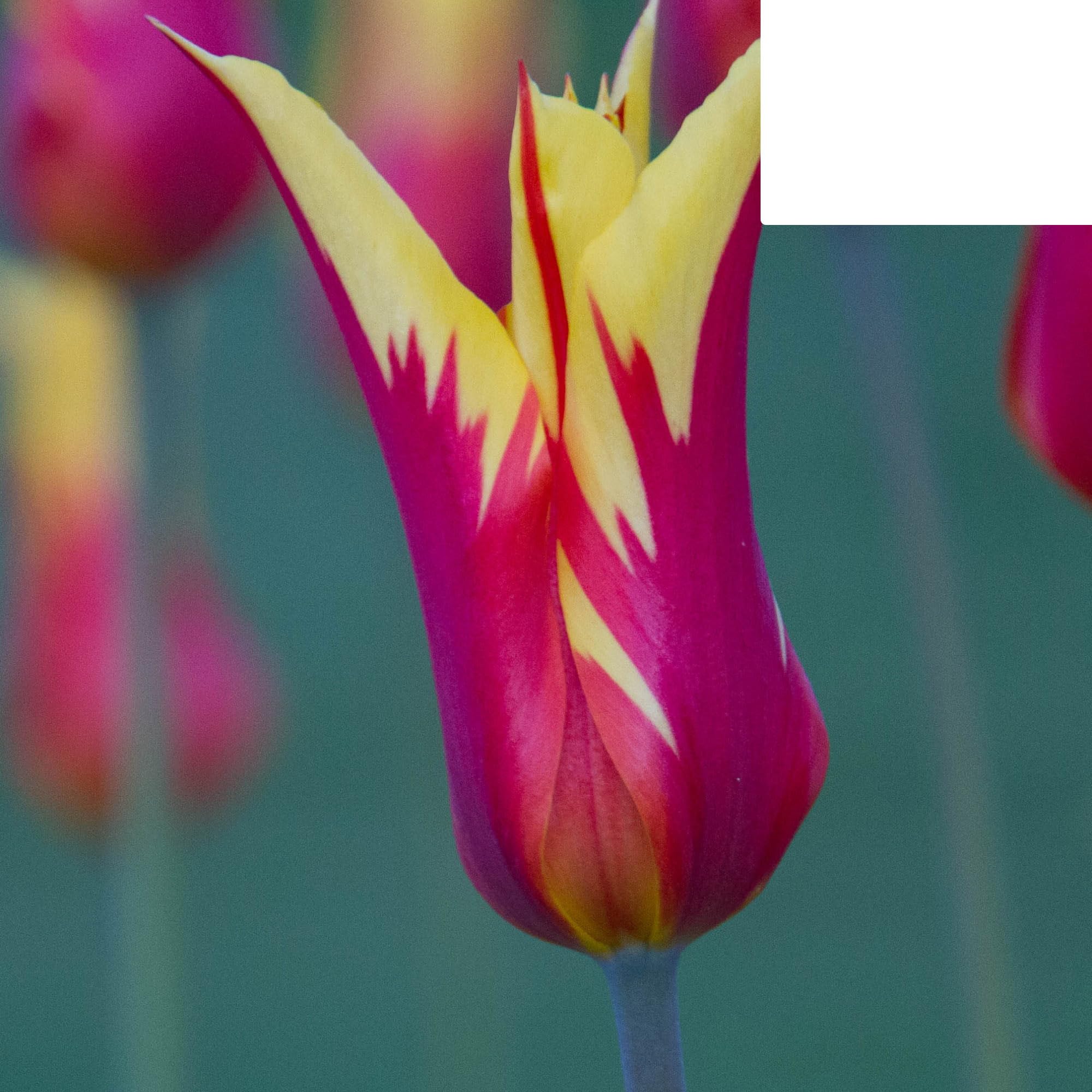 Bulbos de tulipán 'Fire Wings' | 20 Piezas | Tulipán rojo-amarillo flameado - 30-50cm - Ø5cm - bulbo de flor - Planta de jardín