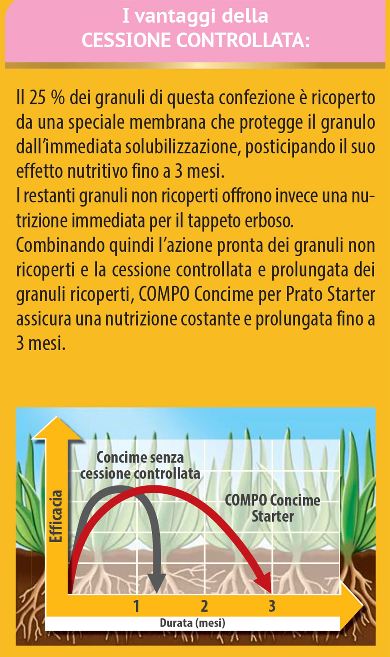 COMPO Concime per Prato STARTER, Concime a Lenta Cessione, Per la Semina e la Rigenerazione di Tappeti Erbosi, Cartone 2,5 kg