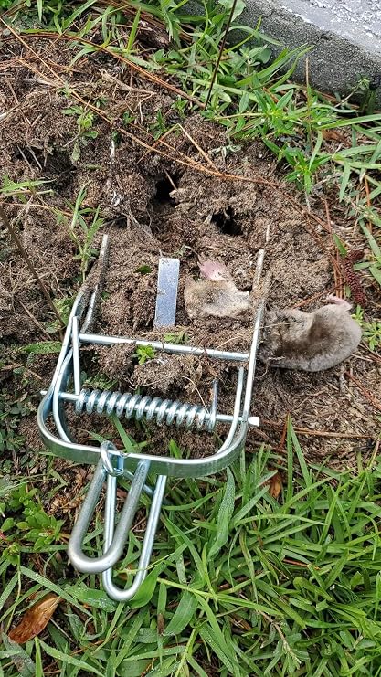 Mole Whacker Trap