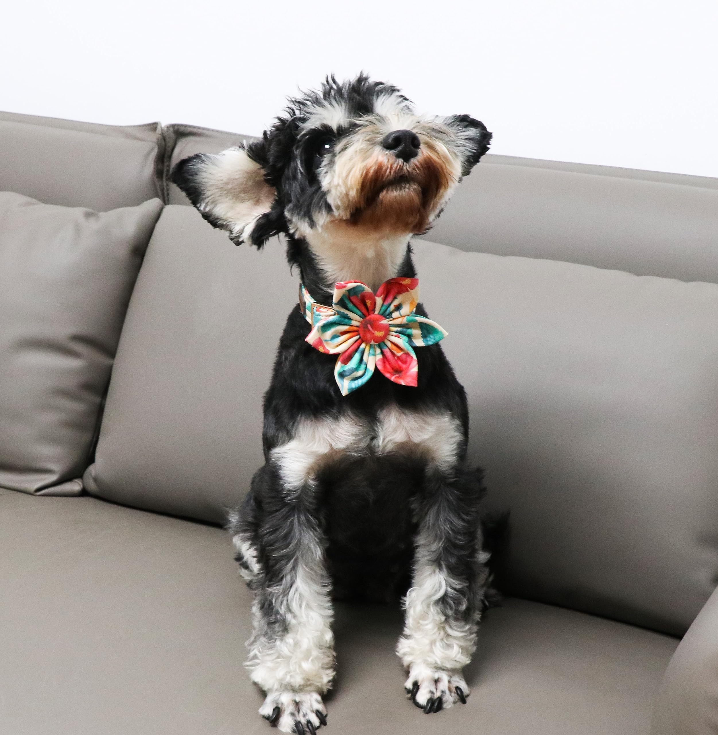 Unique style paws Dog Collar with Flower, Colorful Flower Dog Collar - Image 4