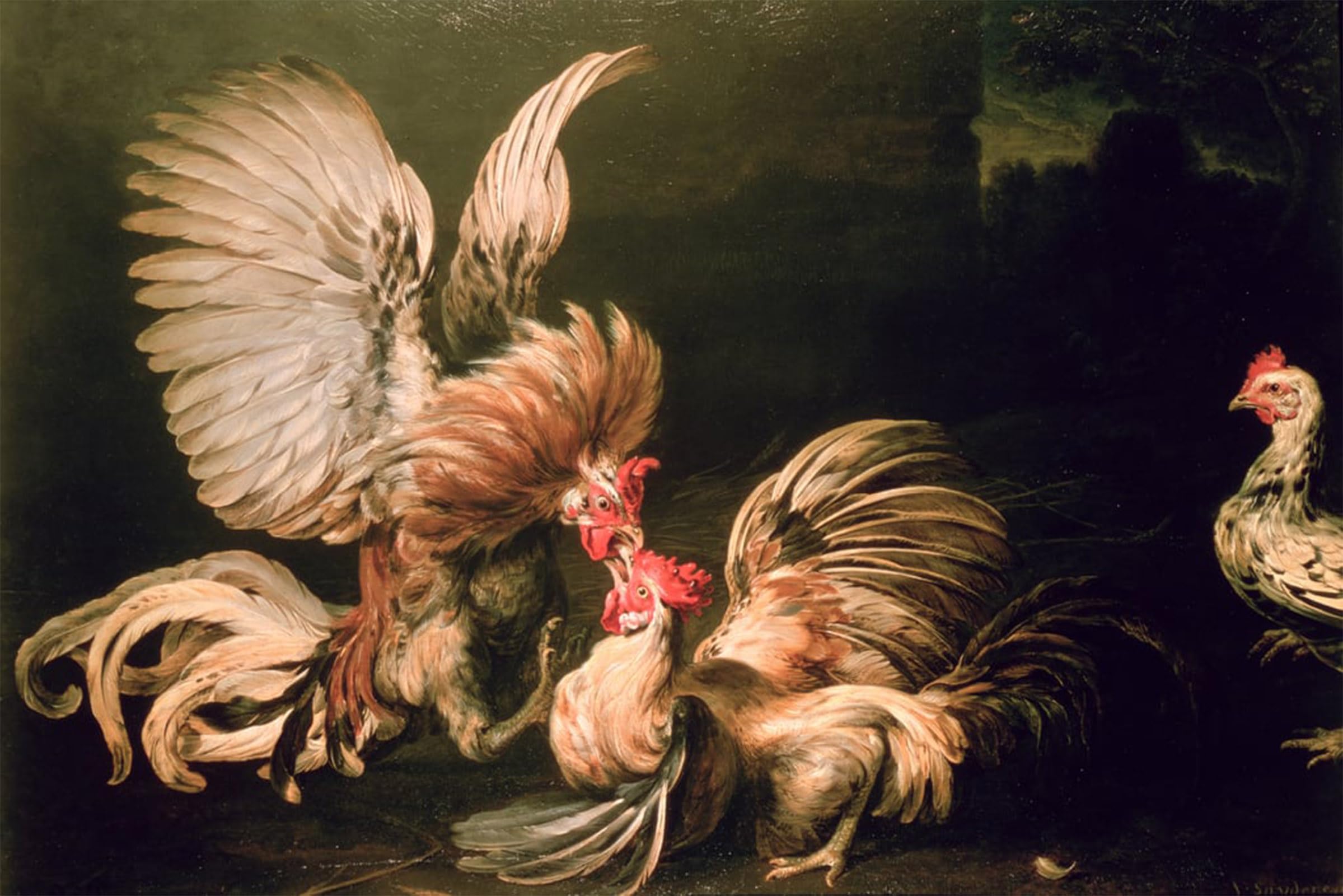 ARTXLXXBN Famous Art Print Poster Vintage Wall Art Fighting Cocks by Frans Snyders or Snijders Canvas Art Poster for Home Decor 60x90cm