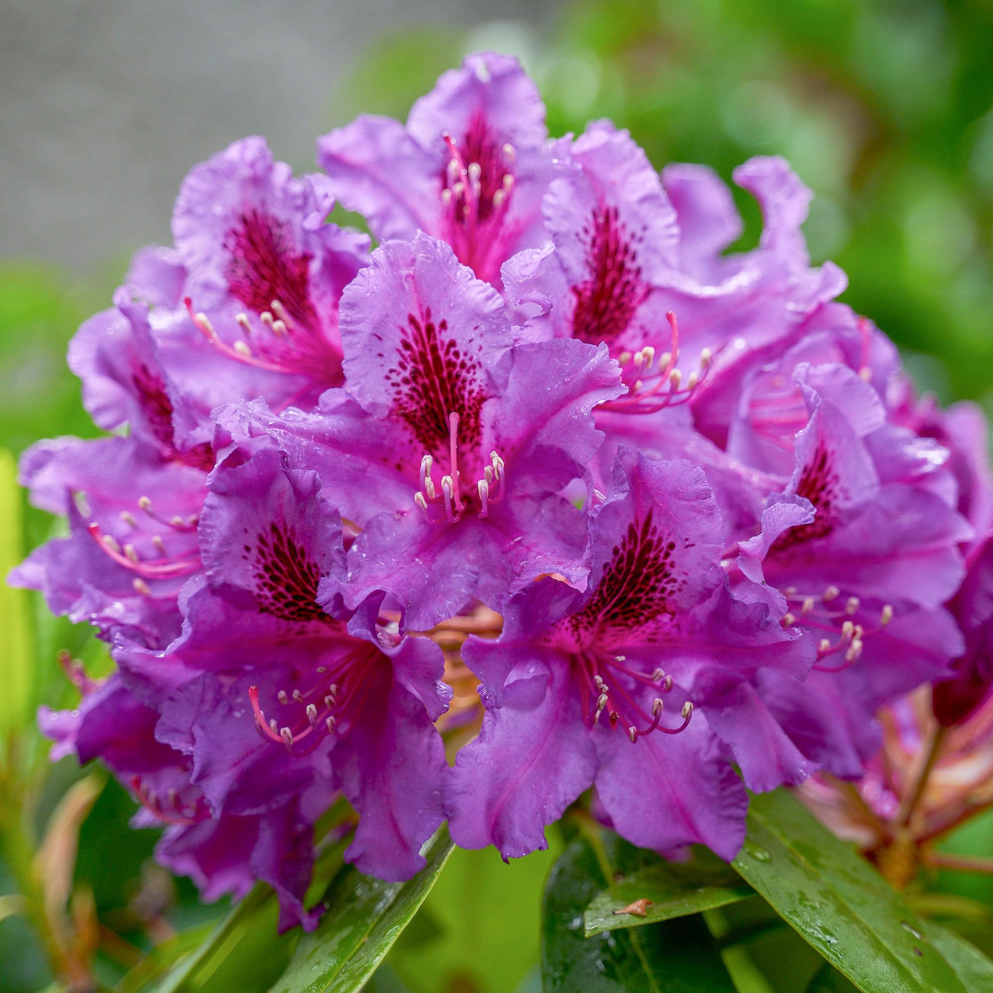Evergreen Flowering Shrub Pink GardenersDream Rhododendron 'Rocket' Plant   Evergreen Flowering Shrub, Pink Blooms  Outdoor Garden Ready (15-25cm) Pot  Plants Outdoor Garden Ready