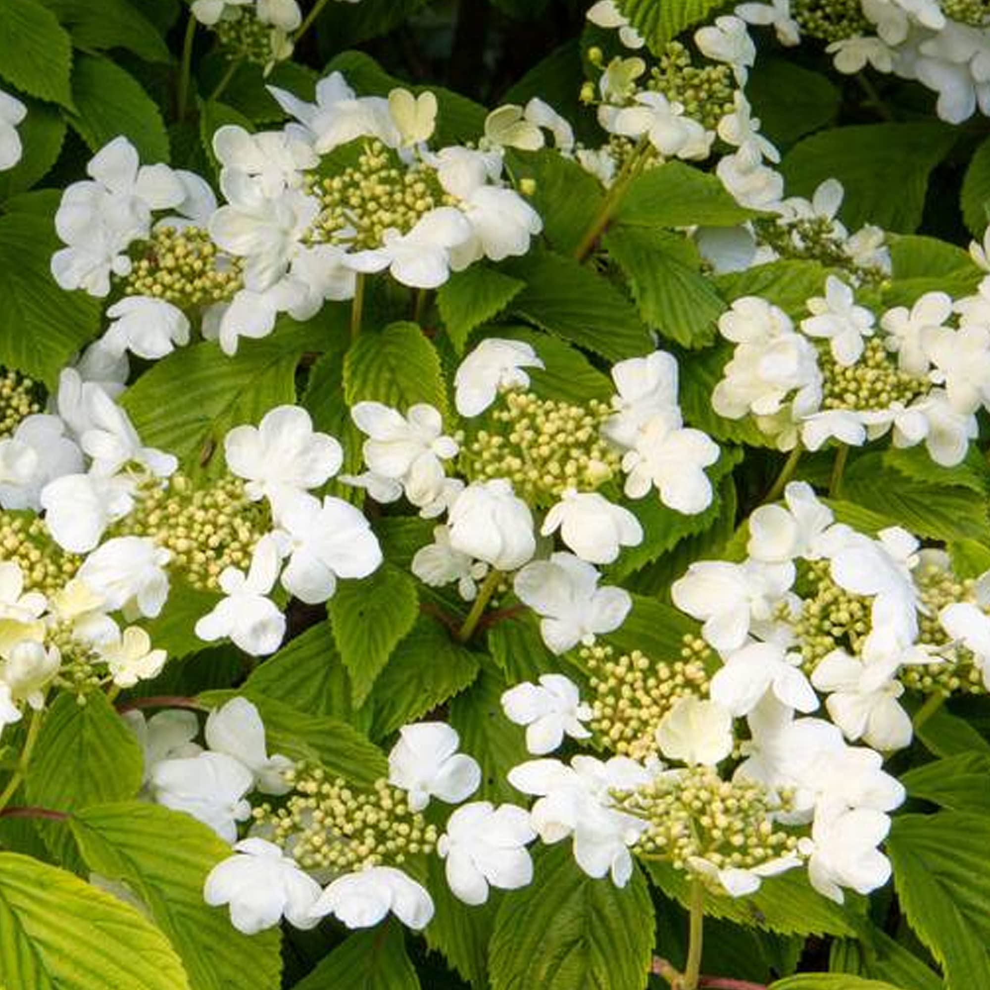 Viburnum Mariesii - Boule de neige japonaise | Arbuste à fleurs caduc en pot pour jardin.