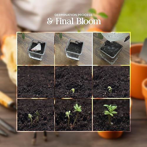 Miniatura 7 de 5 piezas de papel de semillas de flores silvestres hechas a mano para baby shower, bautizo, revelación de género, tarjetas de regalo para fiestas,