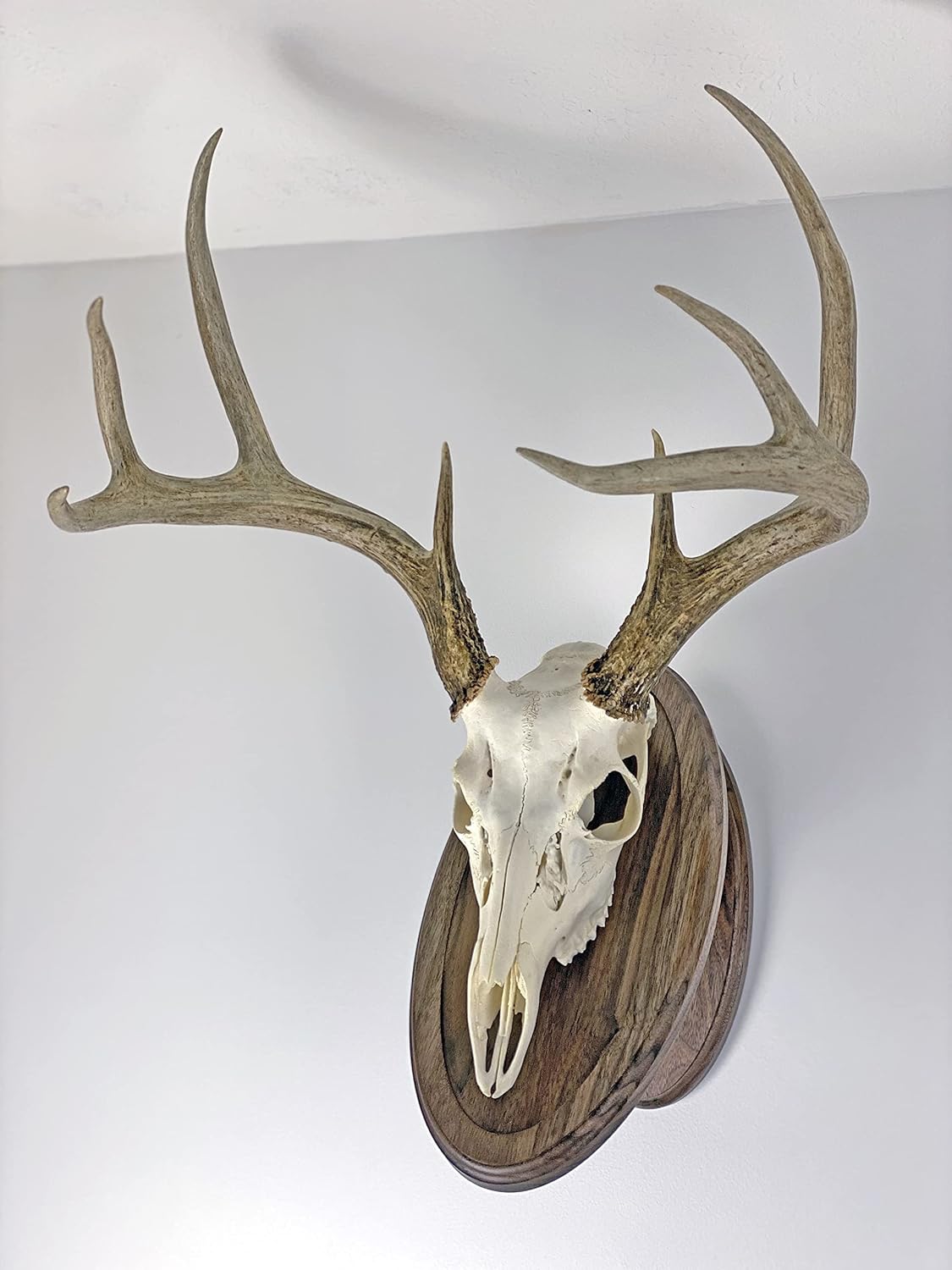 Classy Oval Design European Deer Skull Wall/Table Plaque - NO Drilling Required (L, Walnut)