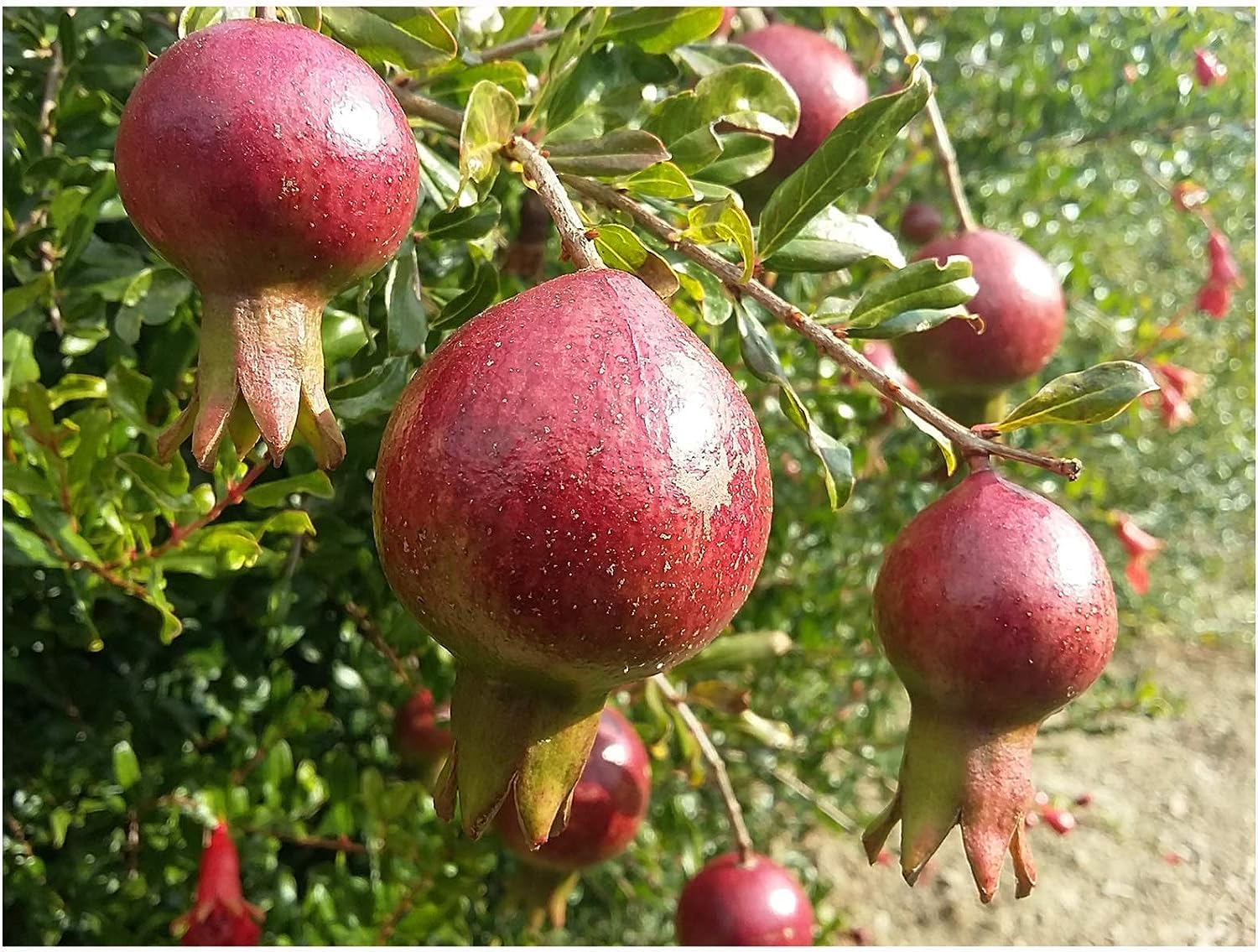 PUNICA GRANATUM VAR. Nana, Dwarf Pomegranate Shrub, Masses of red Flowers, Small Edible Fruits, leafless in Winter, 8-10cm Tall Plant