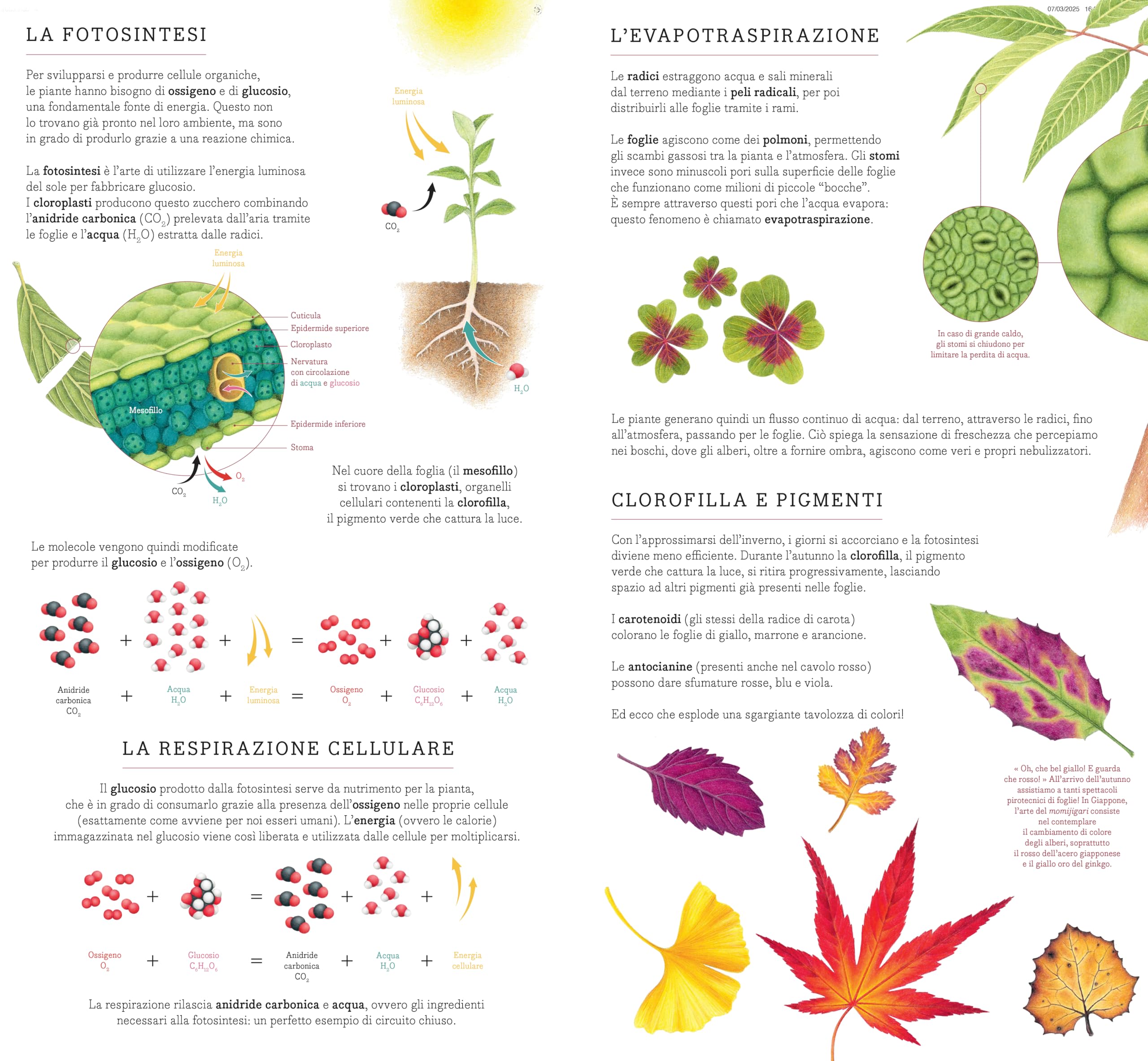 Di seme in frutto. Il mondo vegetale da vicino. Ediz. illustrata