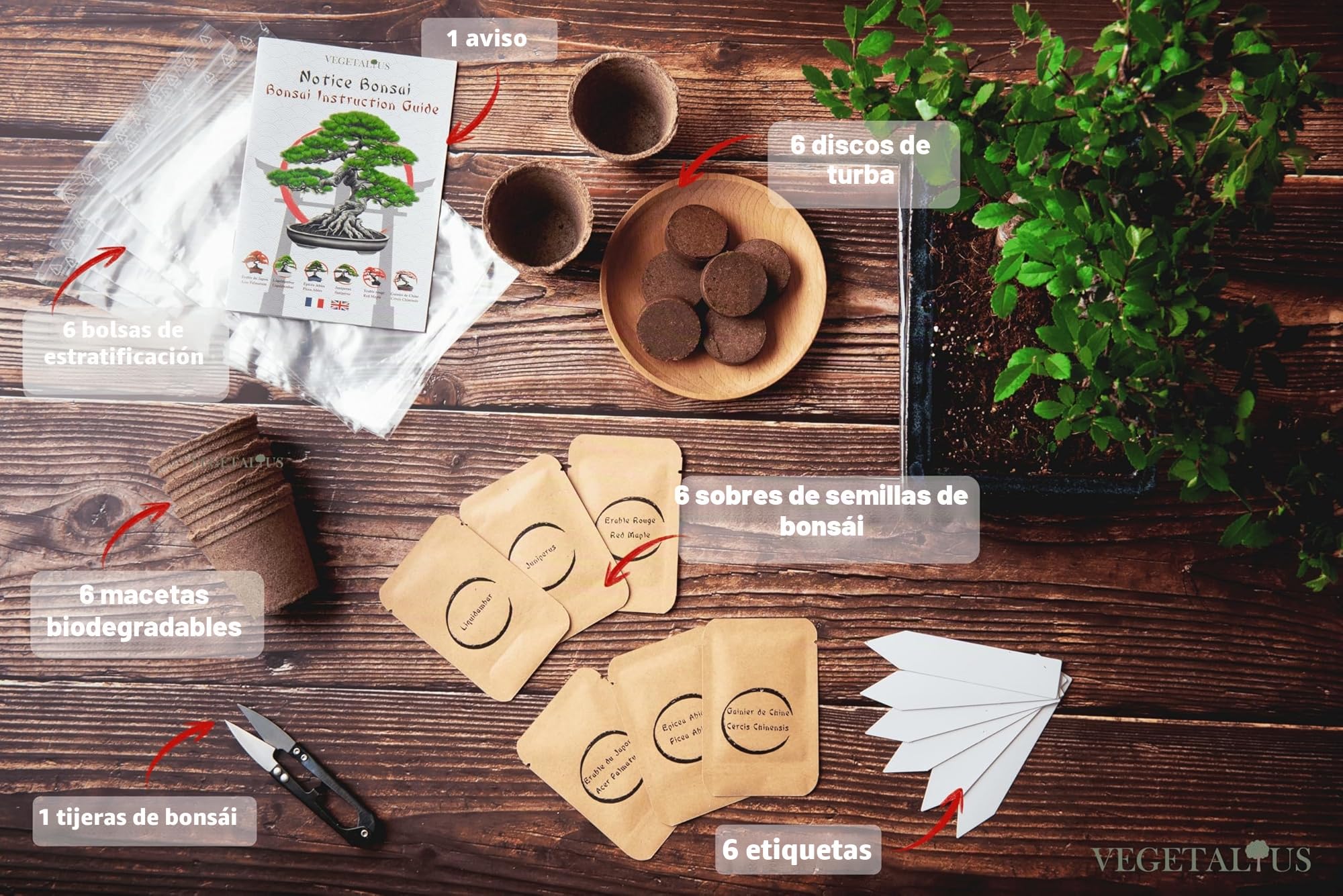 Kit completo de 6 Bonsai con semillas y accesorios - Fabricado en Francia - Idea original de regalo para mujer y hombre para tu interior o jardín. Ideal para Navidad o Secret Santa