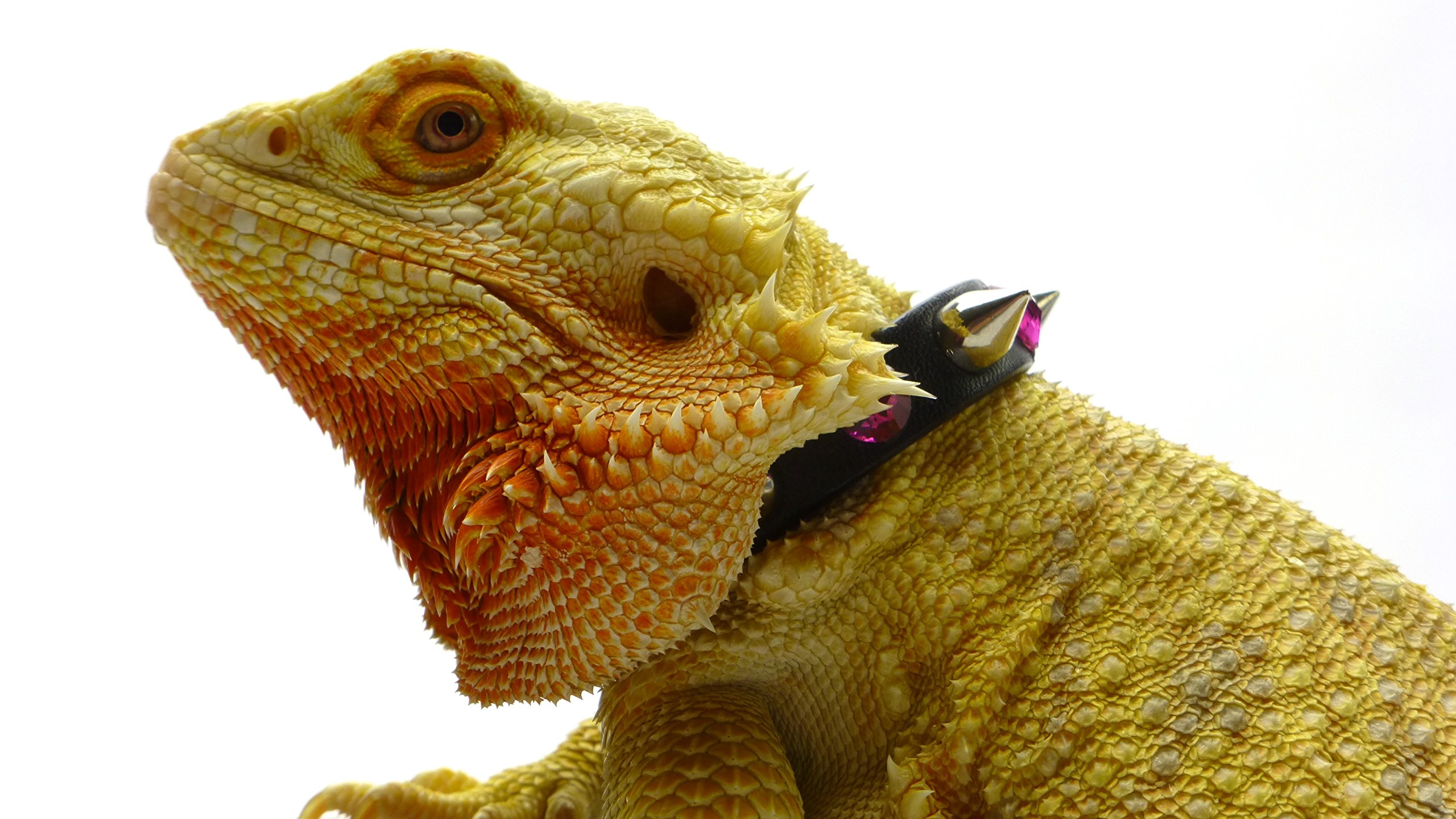 Leather Reptile Collar; Studs and Pink Rhinestones, 5" Neck