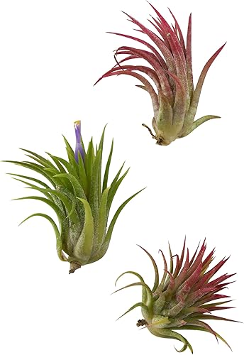 Miniatura 3 de Surtido de Tillandsia Ionantha (paquete de 10) - Plantas de interior de bajo mantenimiento para decoración de interiores (paquete de 10 surtidos)
