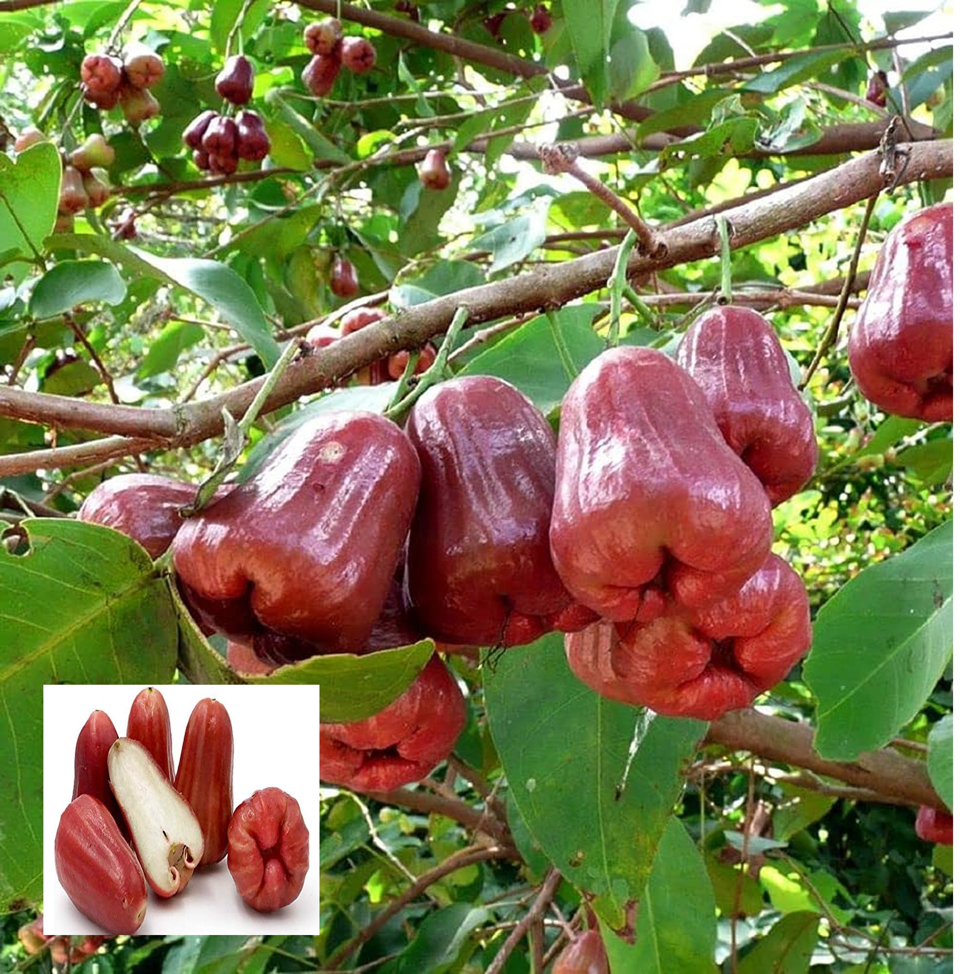 HAPING Missile Wax Apple Water Apple Java Apple Jamrul Chamba Layering/Grafted Fruit Live Plant (1.5-3 Feet Height) (B0CV7PXCQN) Amazon Price History, Amazon Price Tracker