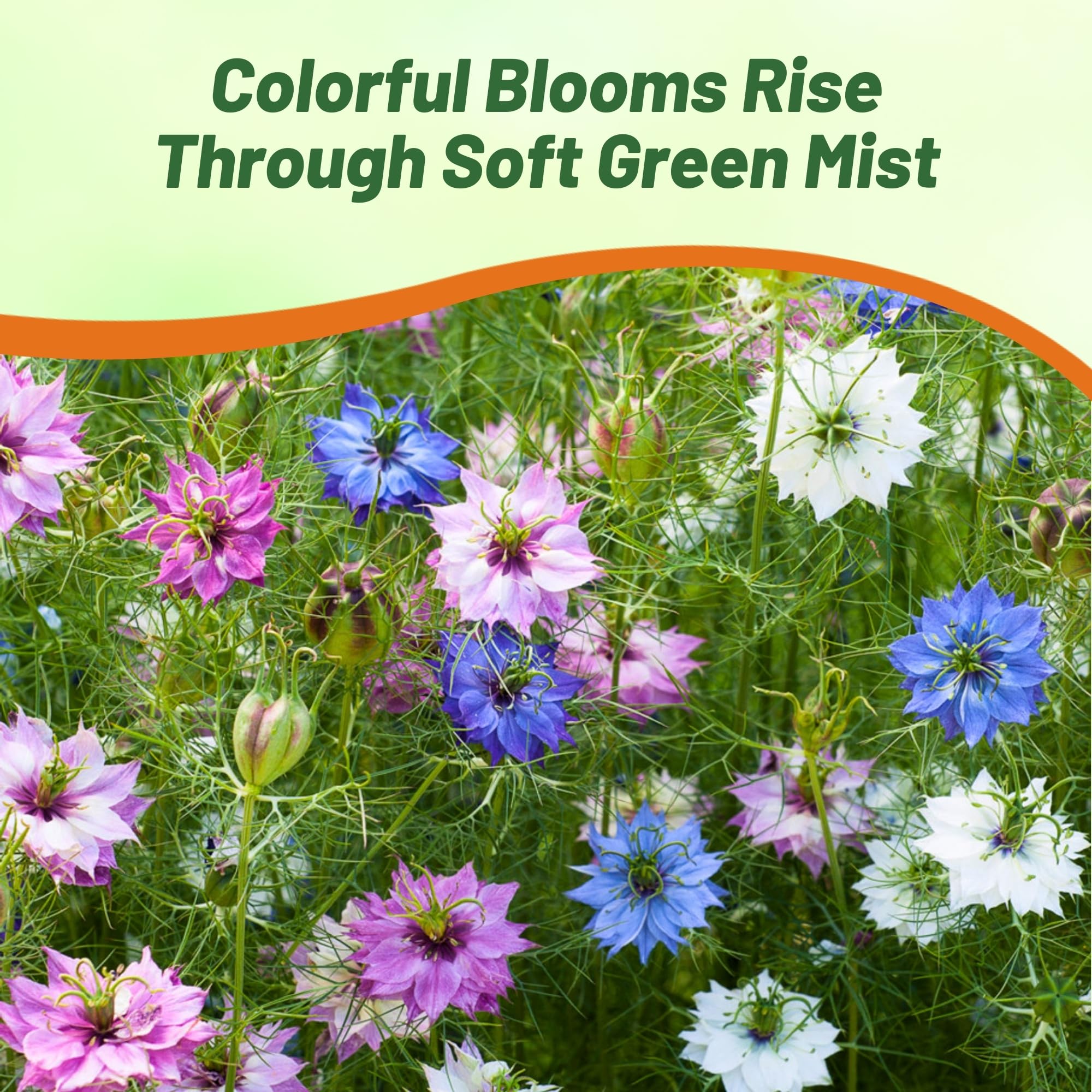 Jewels Mix Nigella Seeds - 1000 semillas anuales de flores para plantar con flores vibrantes y encaje, follaje similar a helecho, flor de corte atractivo para espacios de jardín pequeños 7