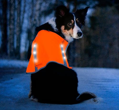 Illumiseen Chaleco LED de caza para perros Chaqueta de seguridad naranja con tiras reflectantes y luces LED recargables por USB Aumenta la