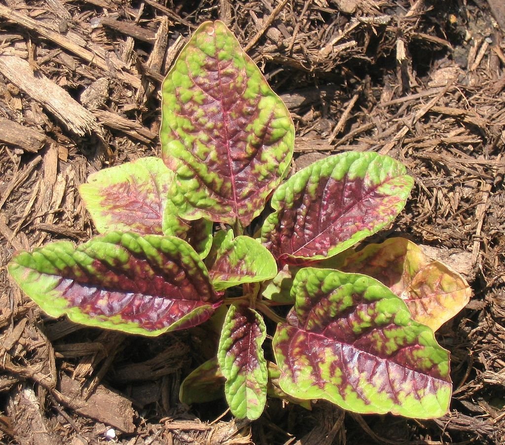 Amaranthus Tricolor, Chinese Spinach, Calaloo - Passion (Variegated), 2.5g Approx 300 Seeds, untreated