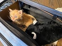 Review Image by Steffanie Steffanie