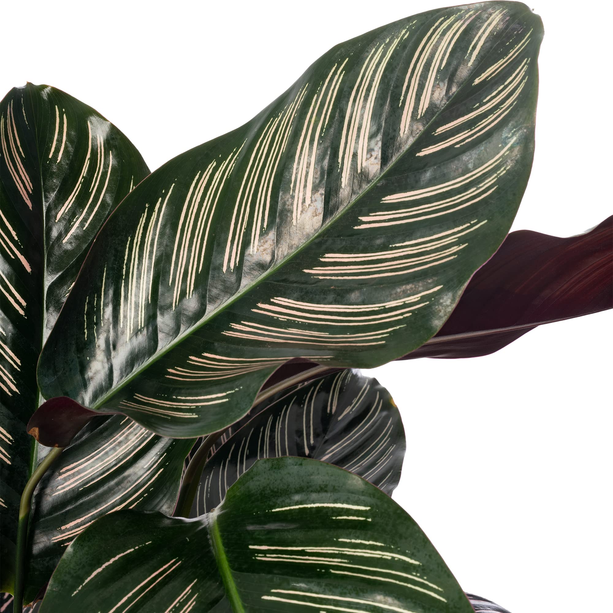 Calathea Ornata Große Zimmerpflanze Echter Immergrün Groß Selten