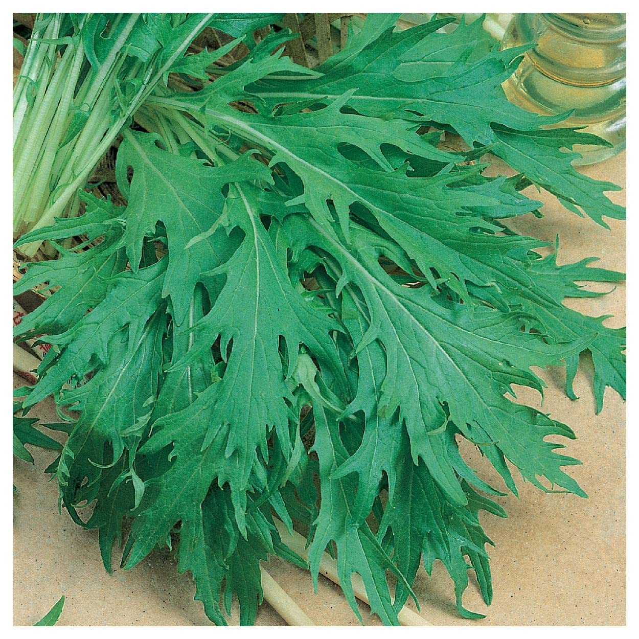 Amazon.com : Everwilde Farms - 1 Oz Organic Mizuna Chinese