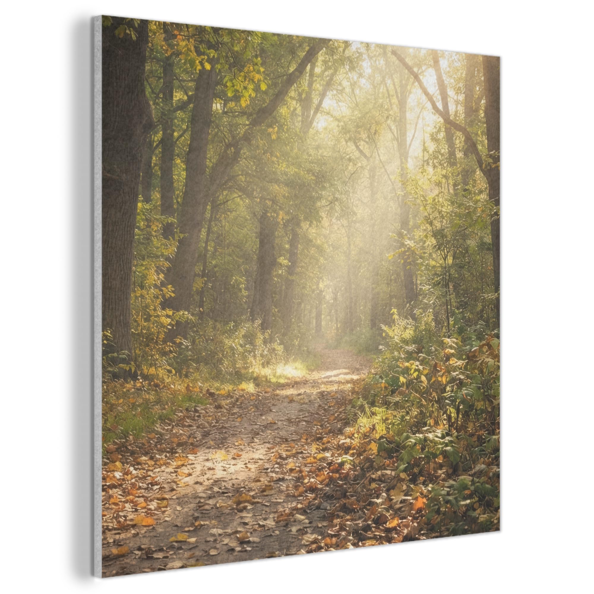 MuchoWow© Felt Panel 50x50 cm Room Style Piece Wallfillers Visual Display Decoration Wall Art Sunlight - Forest path - Trees